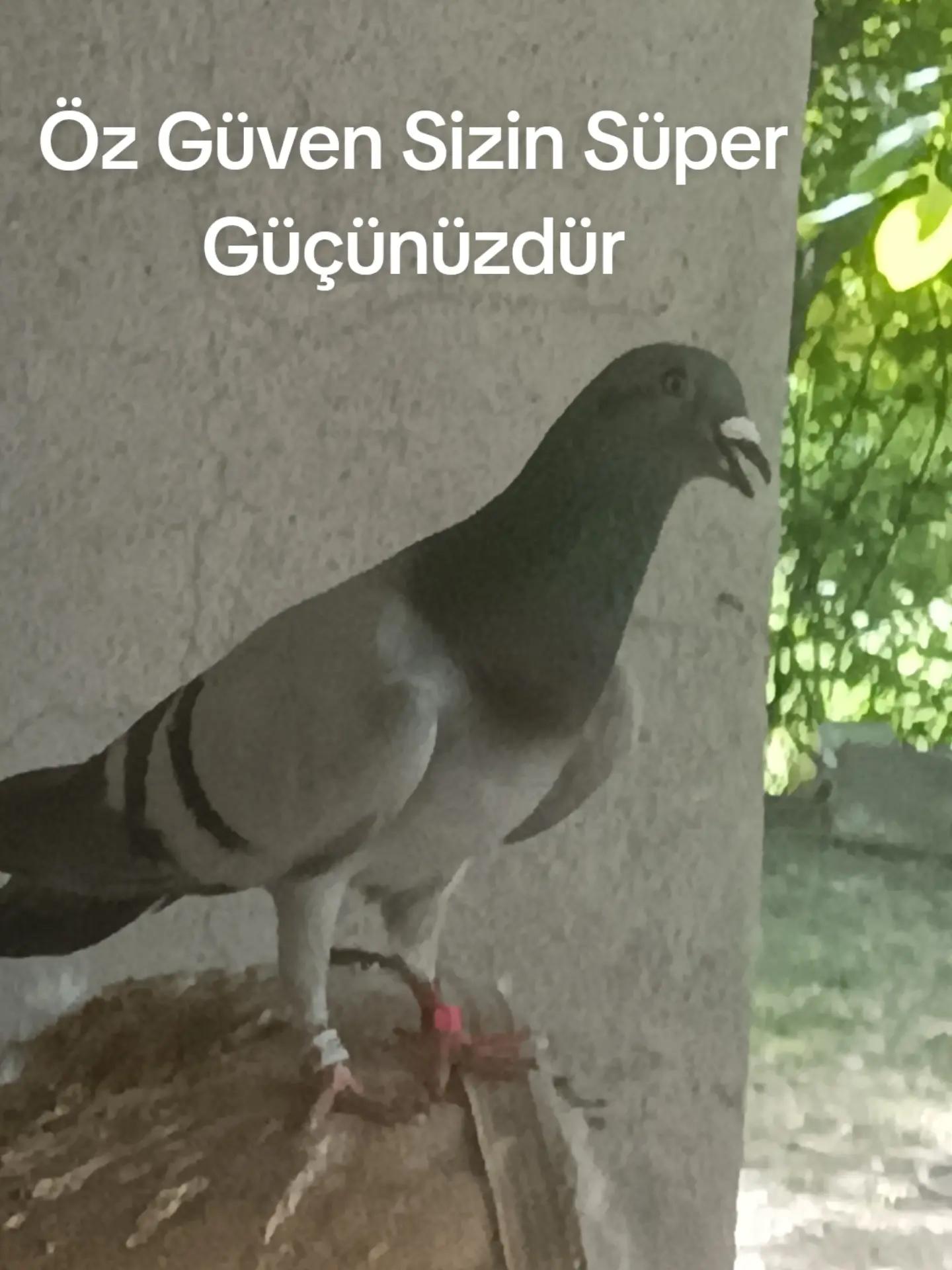 @YARIŞ POSTASI