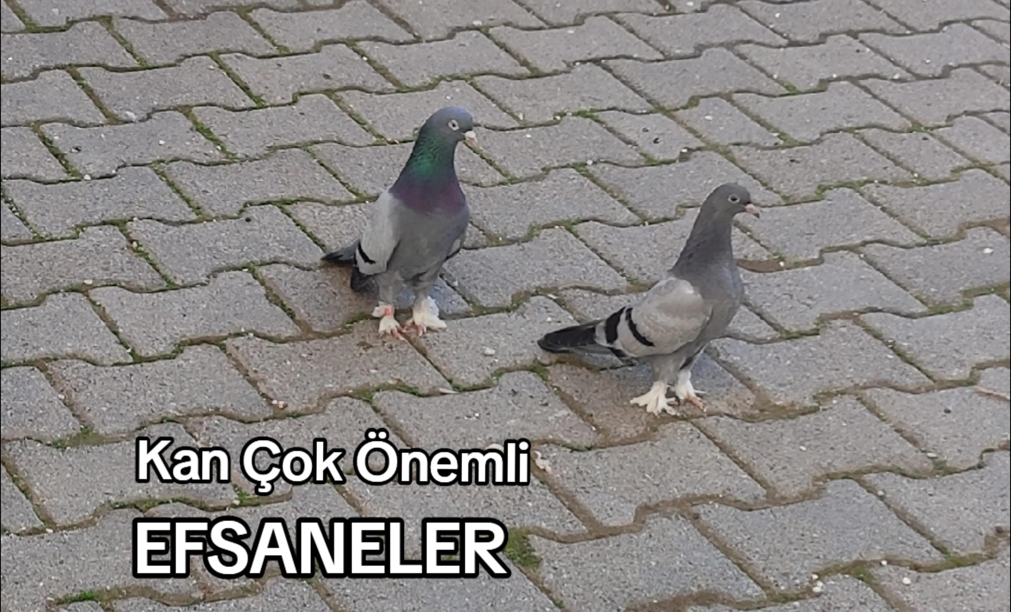 @Hacı Osman Tanrıkulu