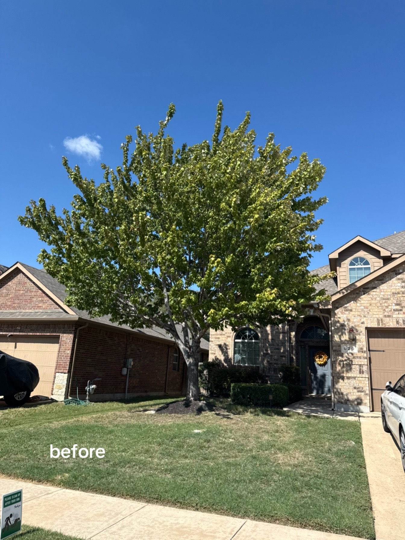 @Live Oak Tree Service