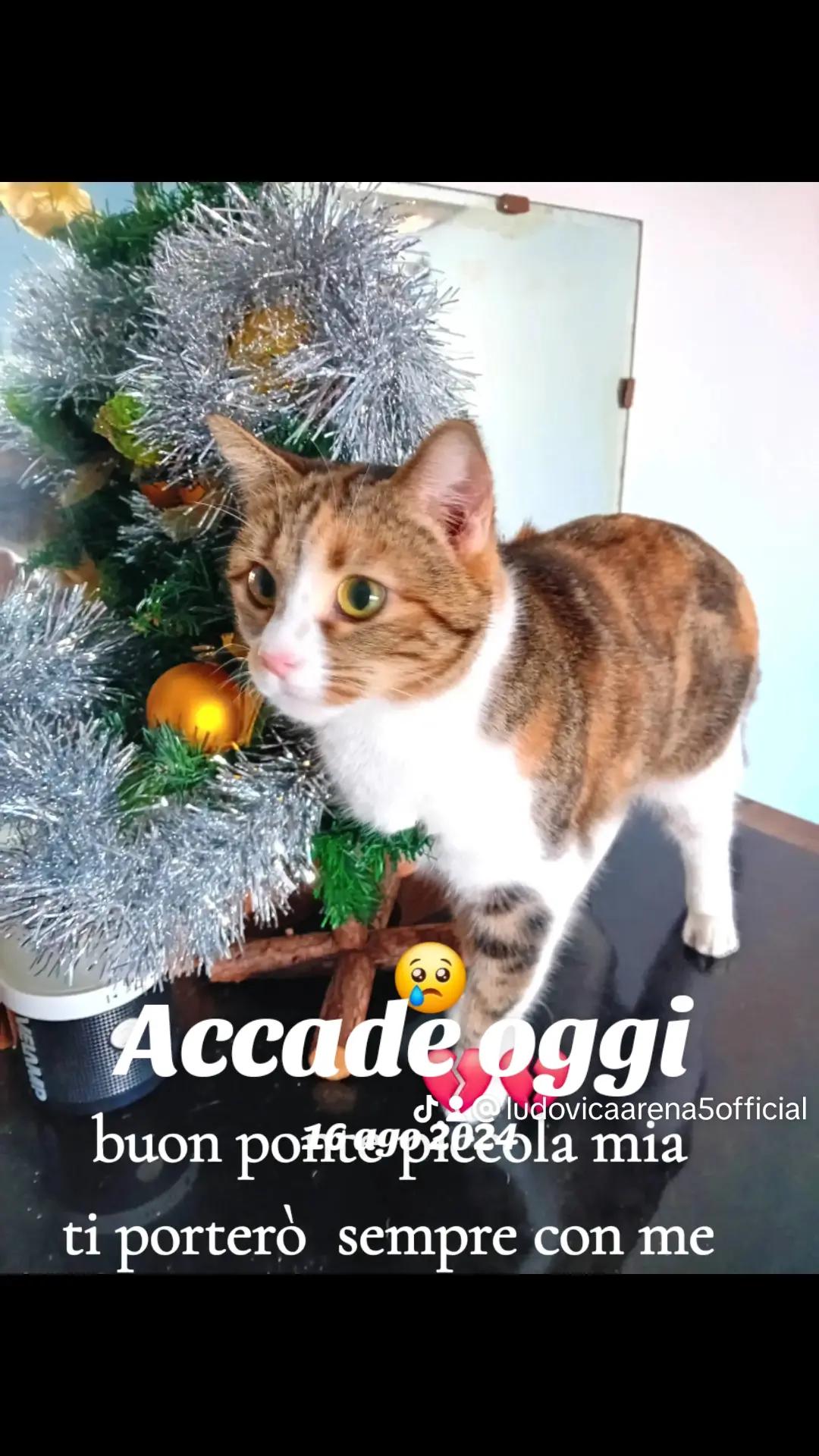 @Ludovica arena 🦋