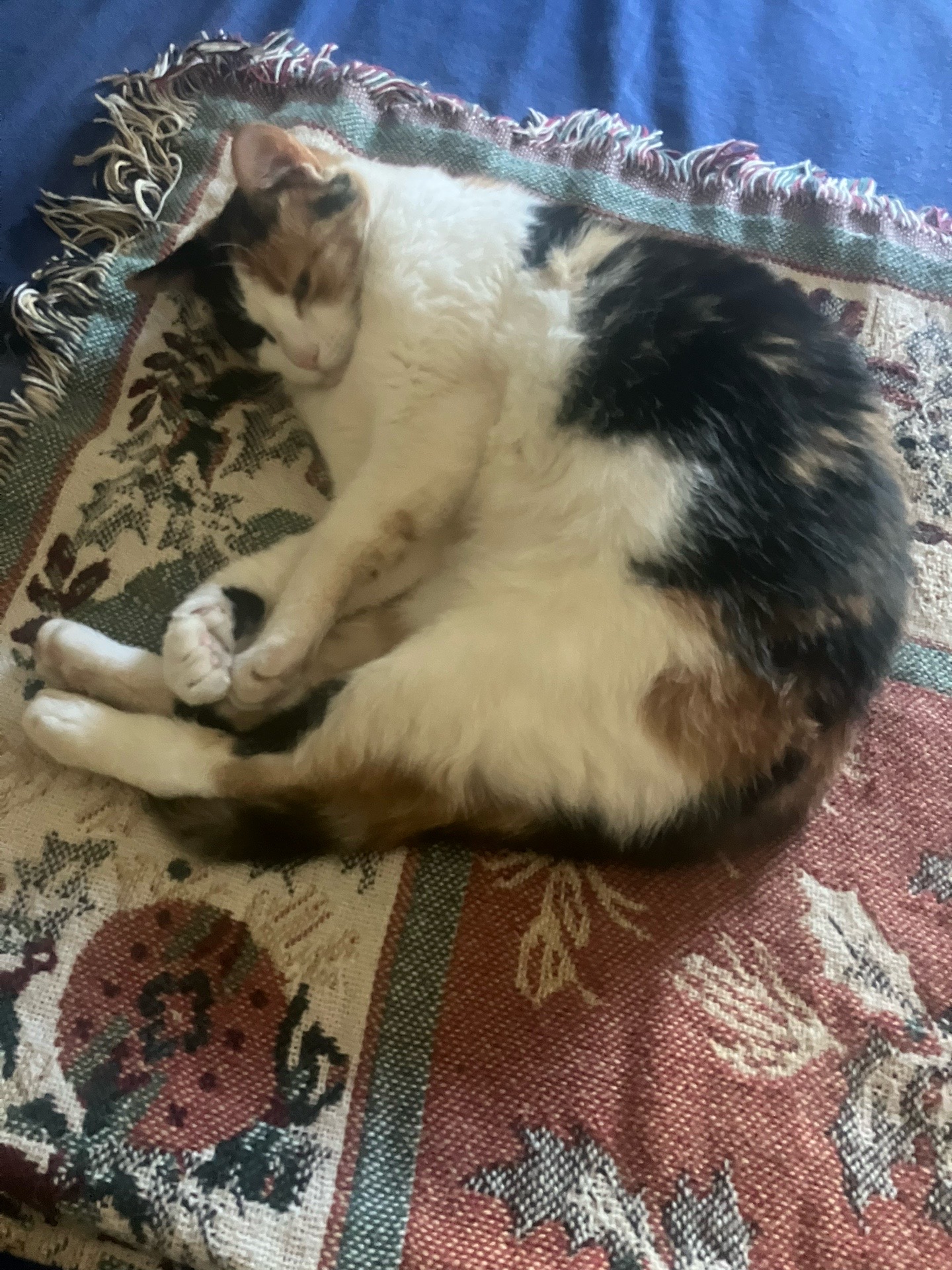 @sweetiethecalicocat