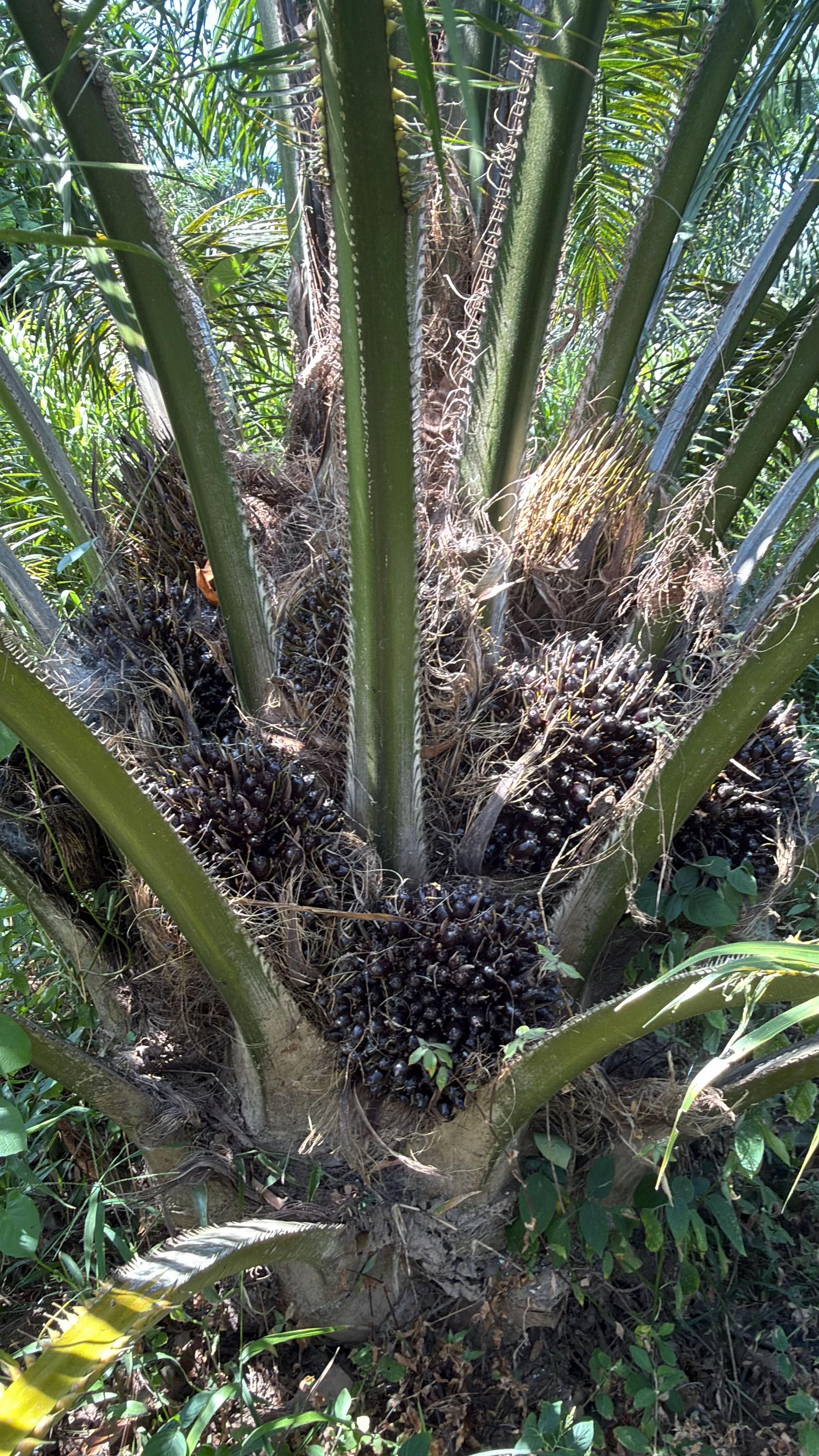@Rancho.la Gloria… PB