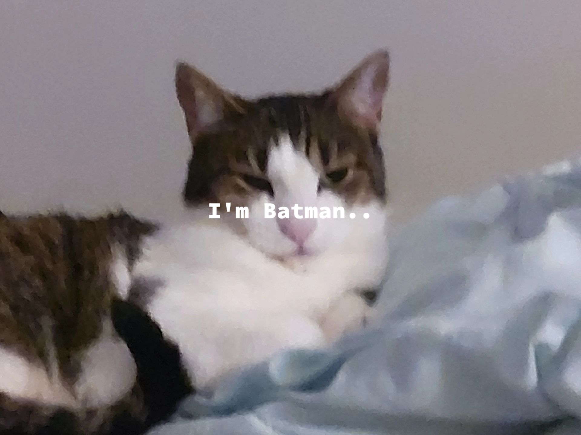@⏤͟͟͞͞ ☆ᥕһіskᥱrs☆ ͟͟͞͞⏤