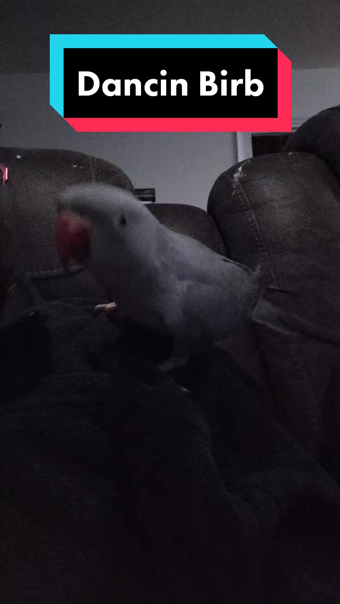 @My Budgie, My Budgie, And Me
