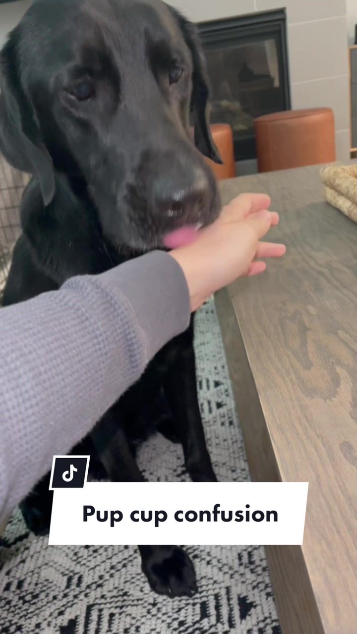 @Huxley Knox the Black Lab
