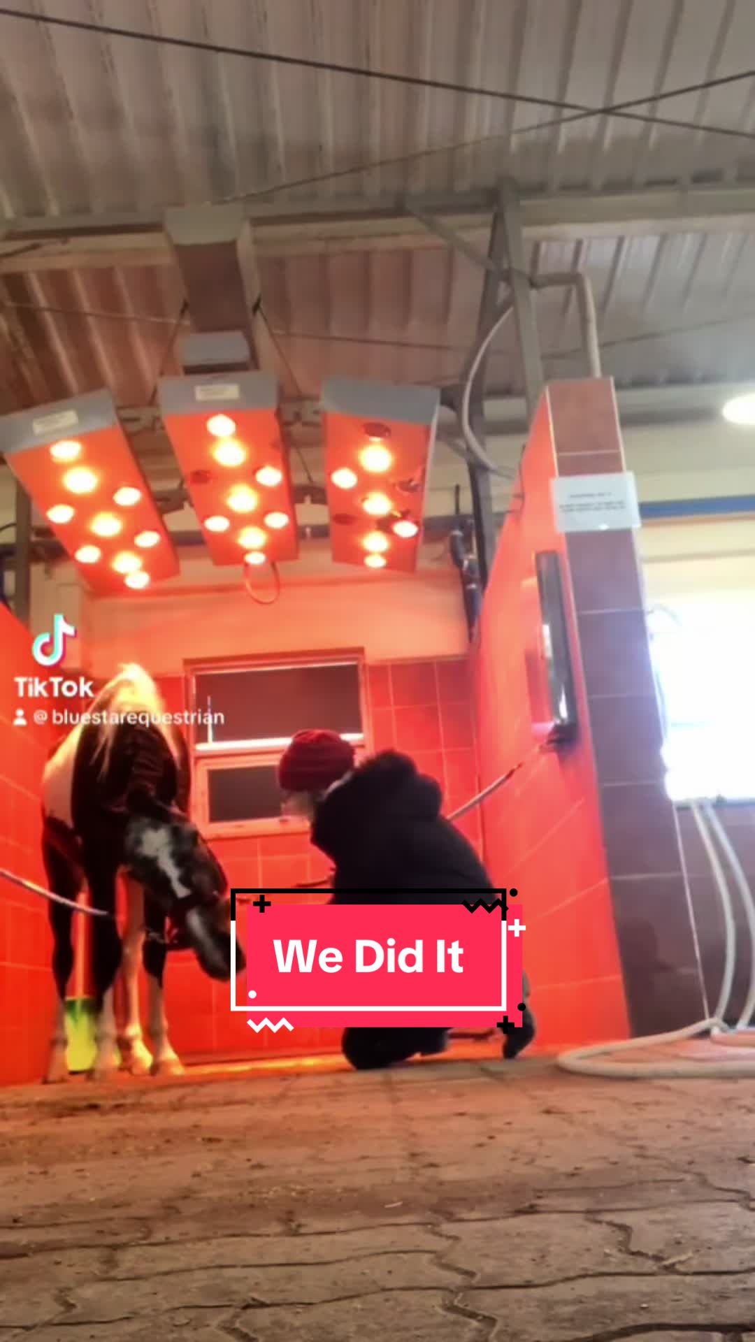 @BlueStarEquestrian