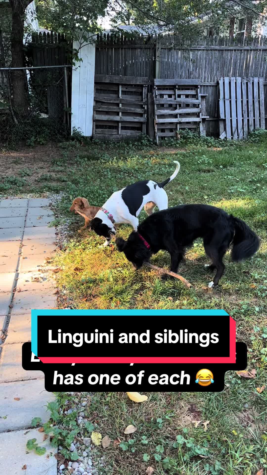 @Chef Linguini 🐶👨🏻🍳