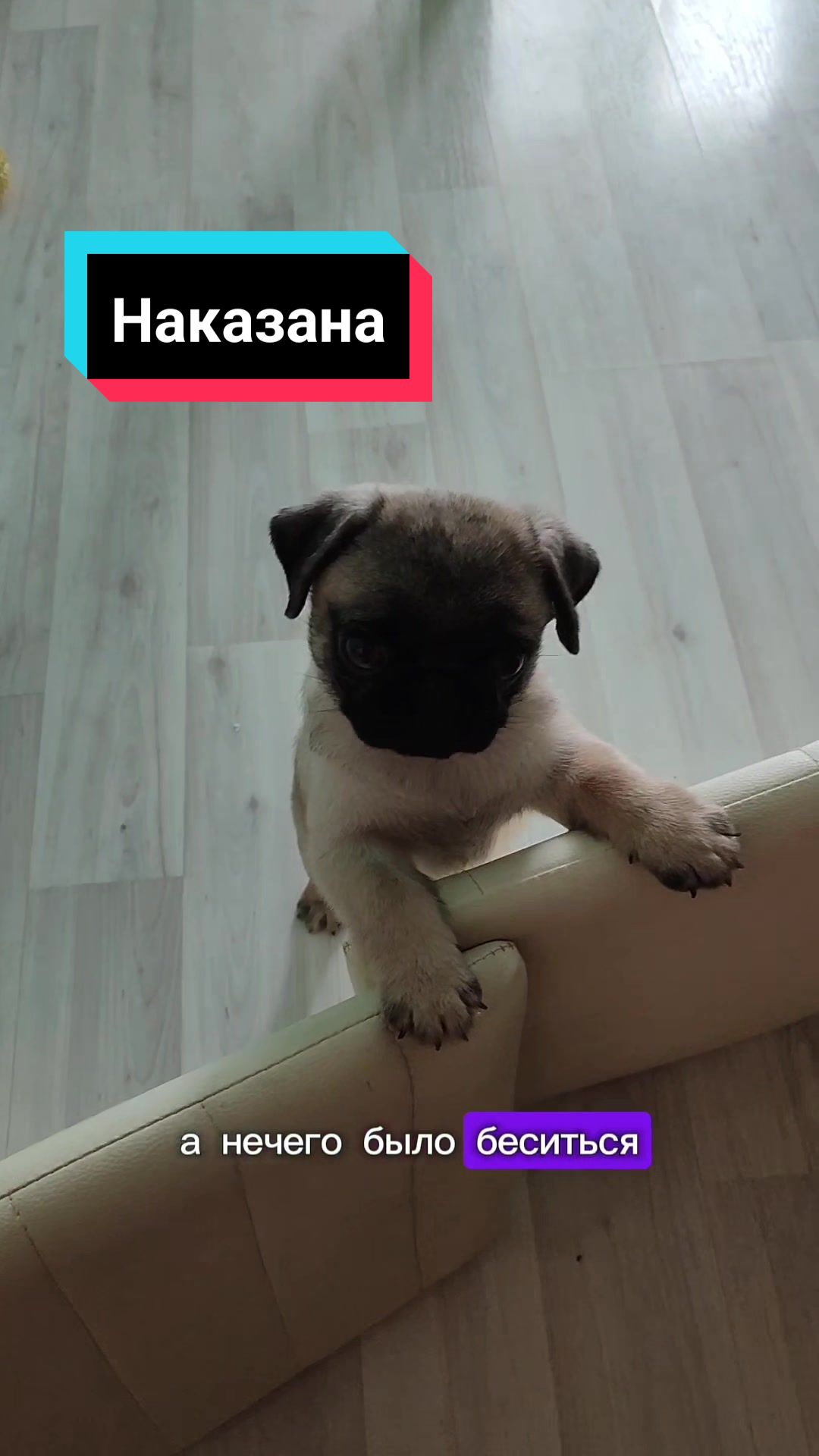 @Мопс Луиза