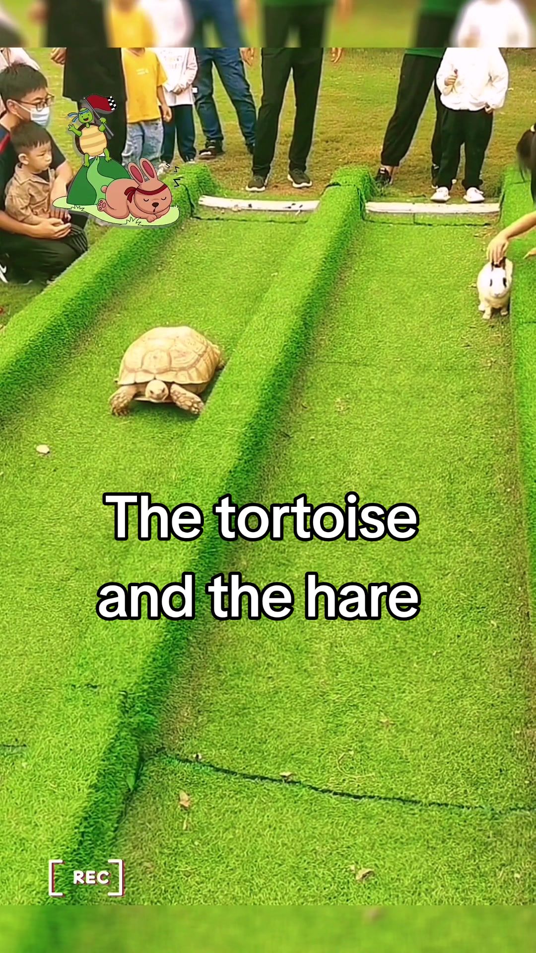 @Mr. Turtle