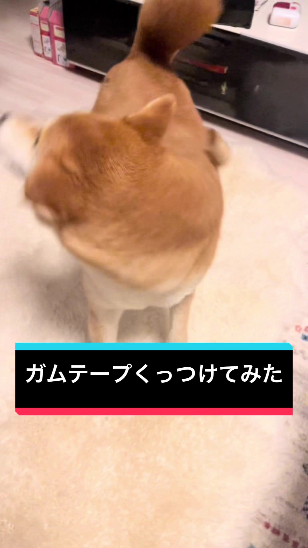 @🧿Mamidogs🧿
