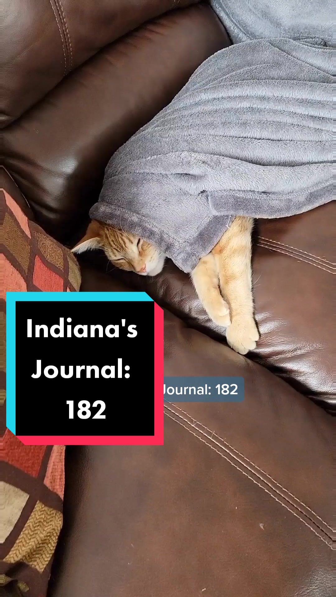 @Flannel Pants and Kitties