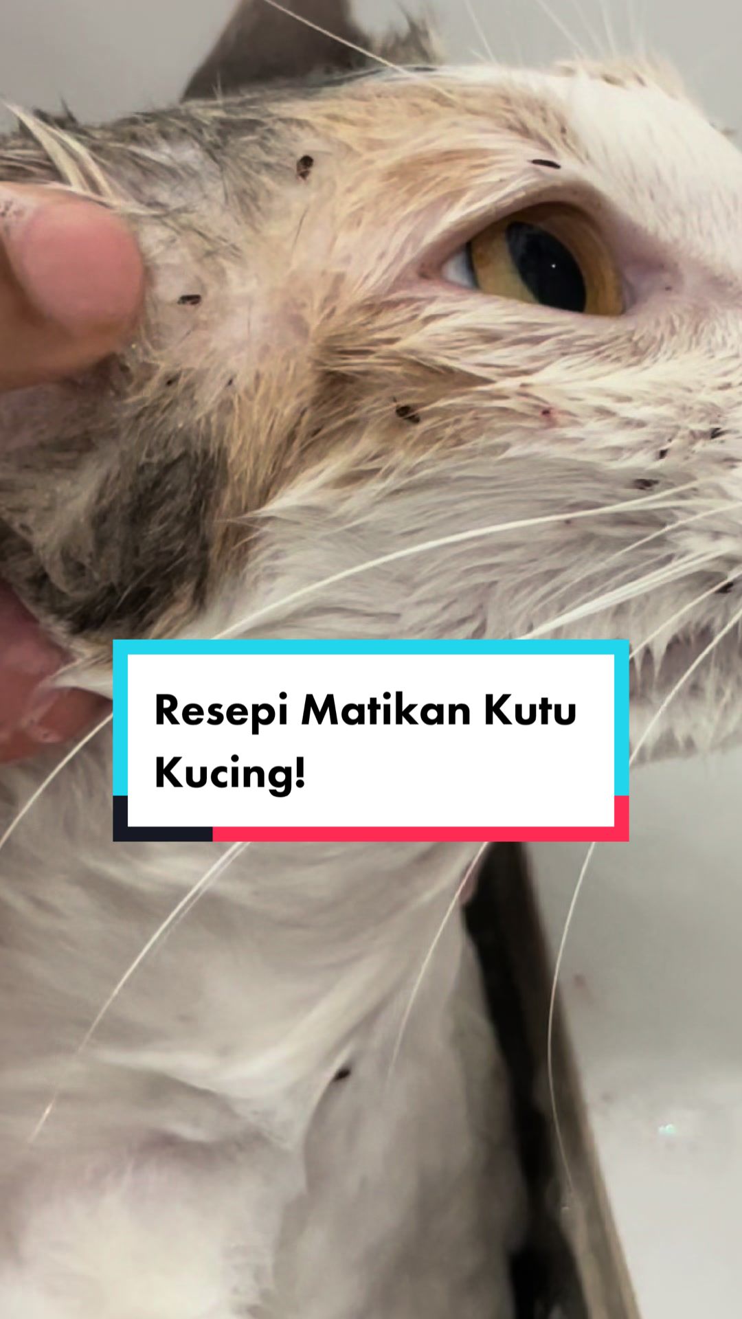 @MOZICAT | CAT GROOMING RAWANG