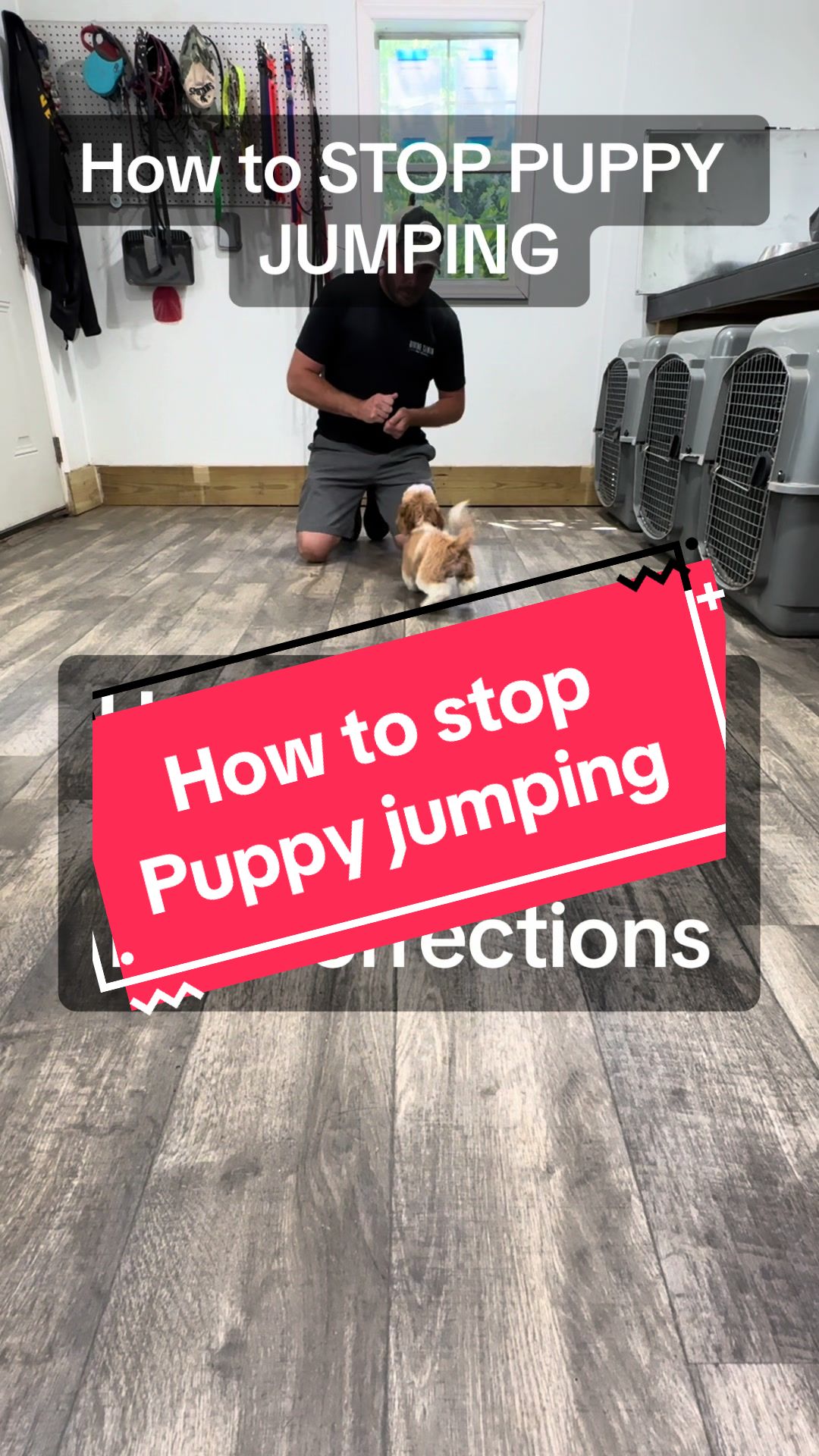 @DivineCanineDogTraining