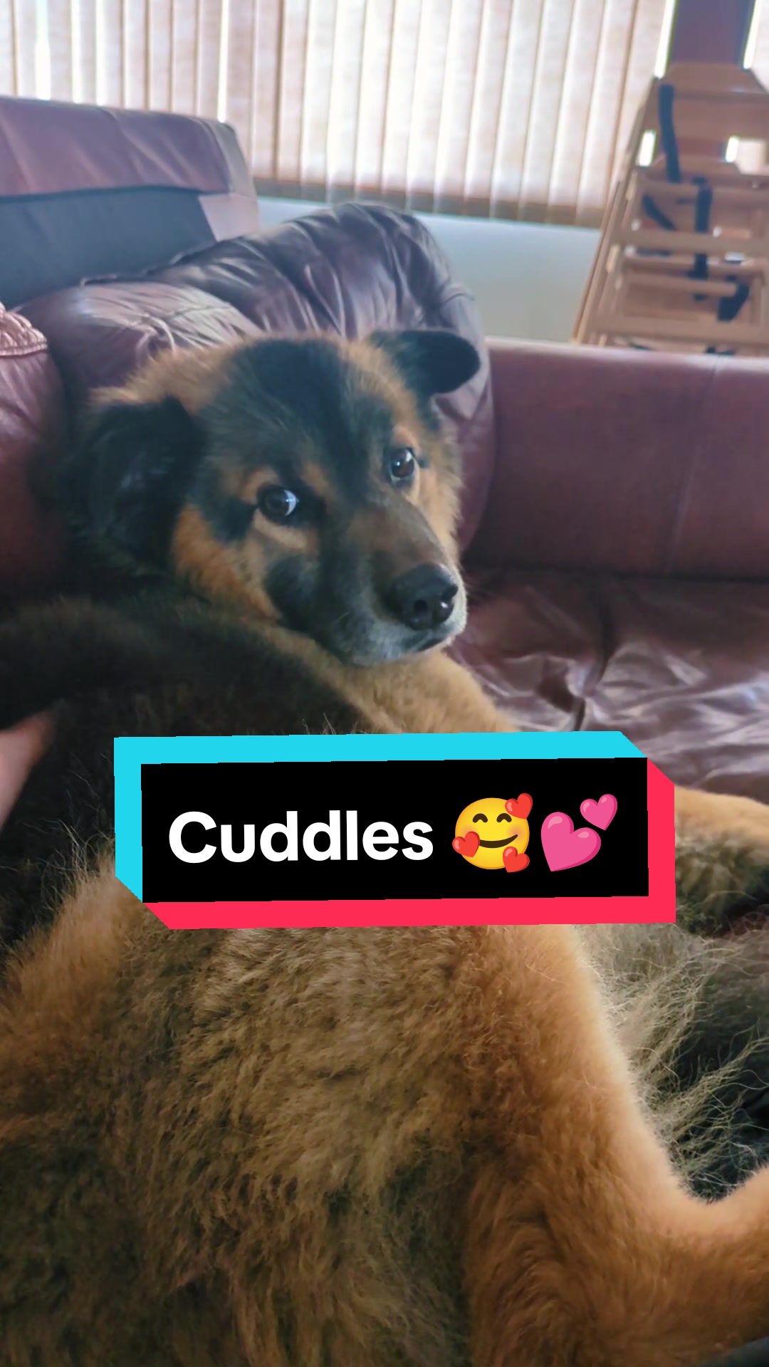 @Maxwell the Fluffy Buddy