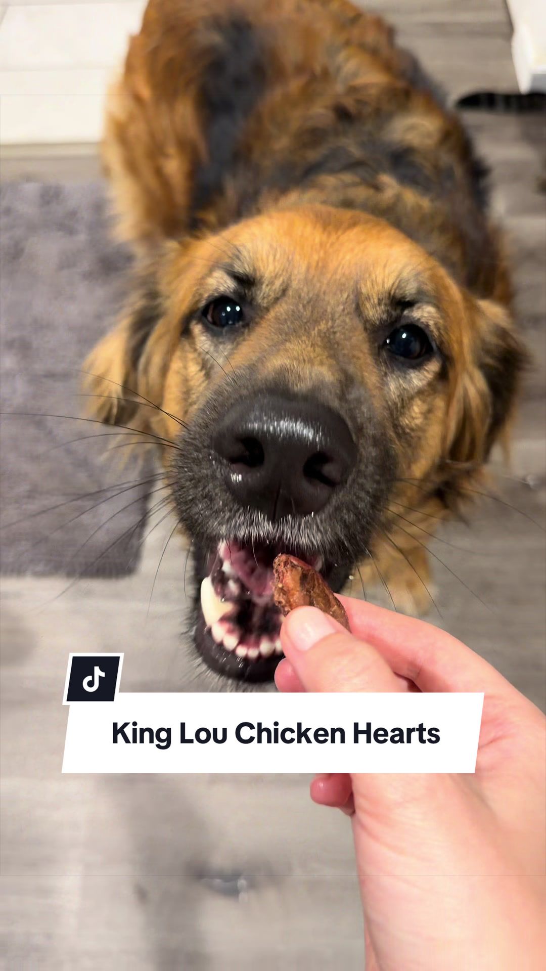 @lifewithgoldenshepherds