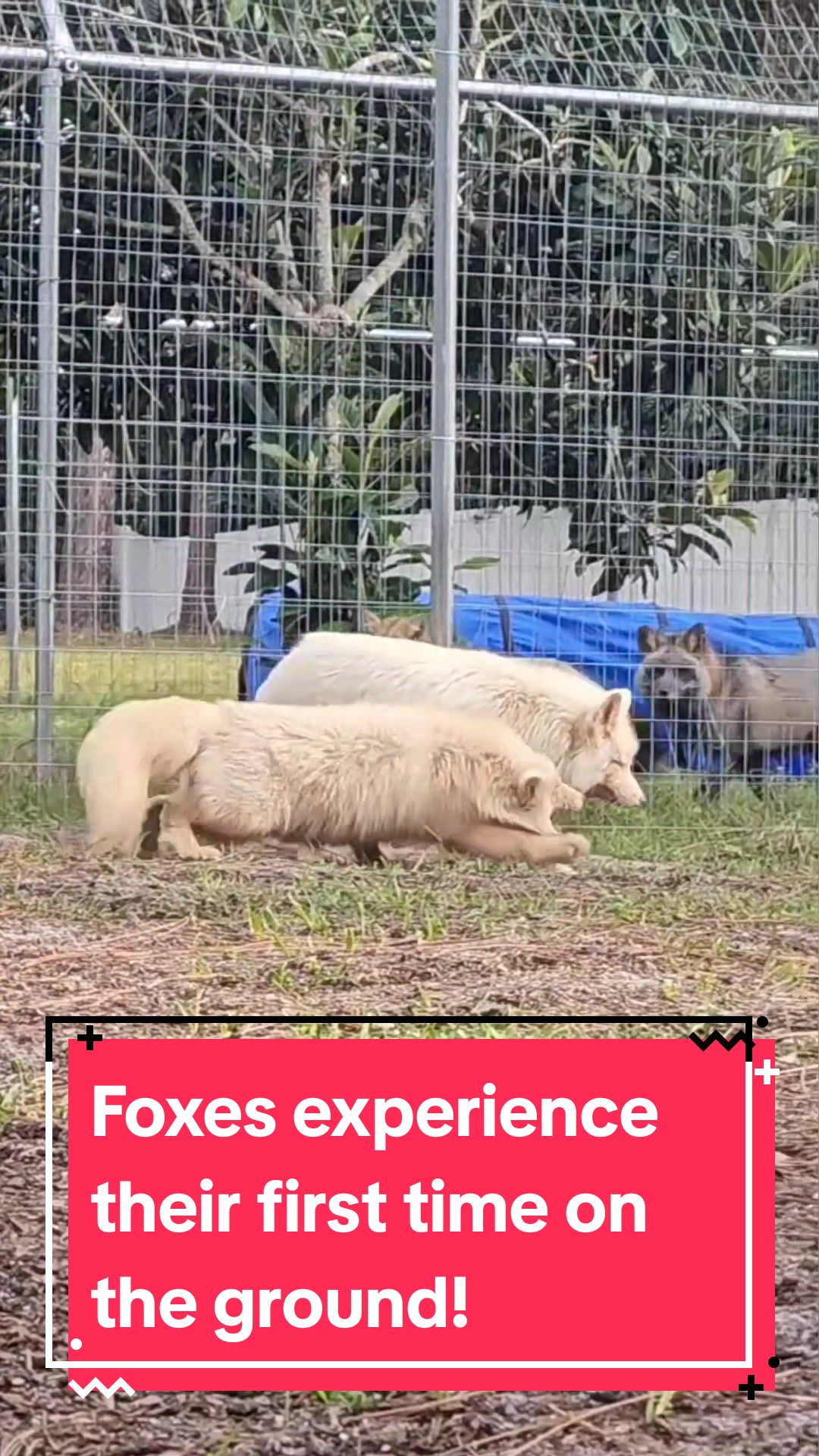 @saveafox