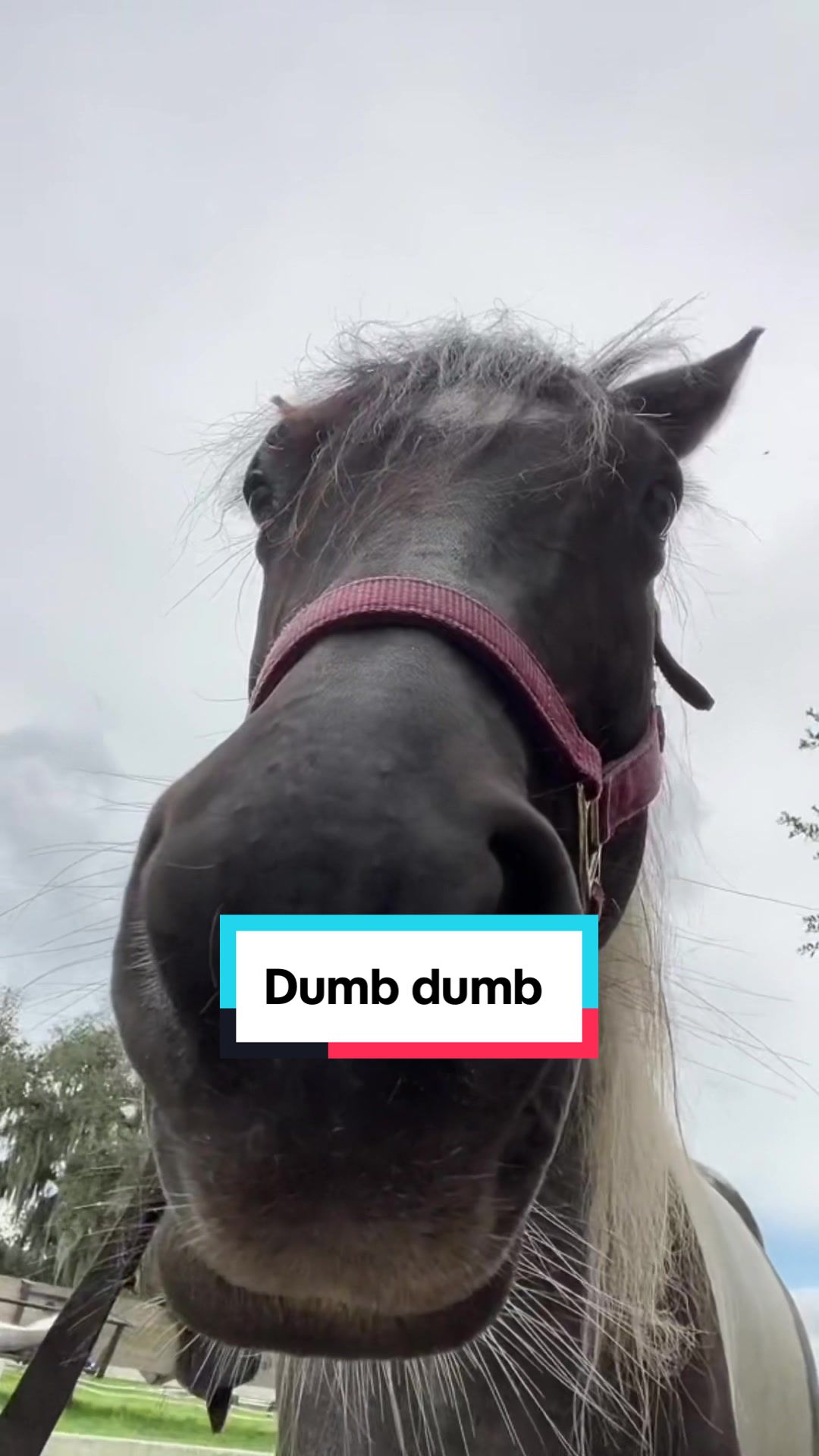 @Panda the Pony