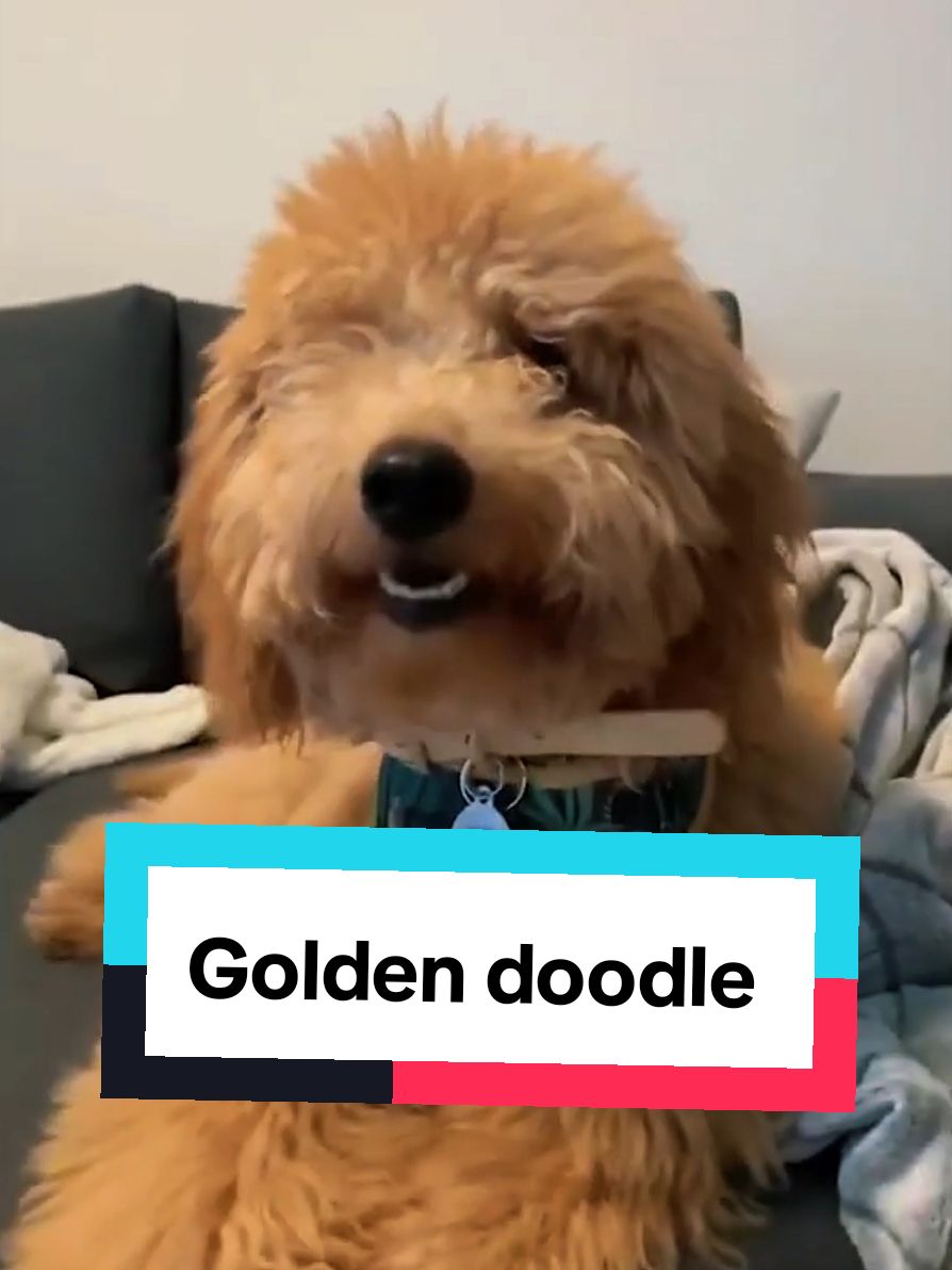 @petworld360