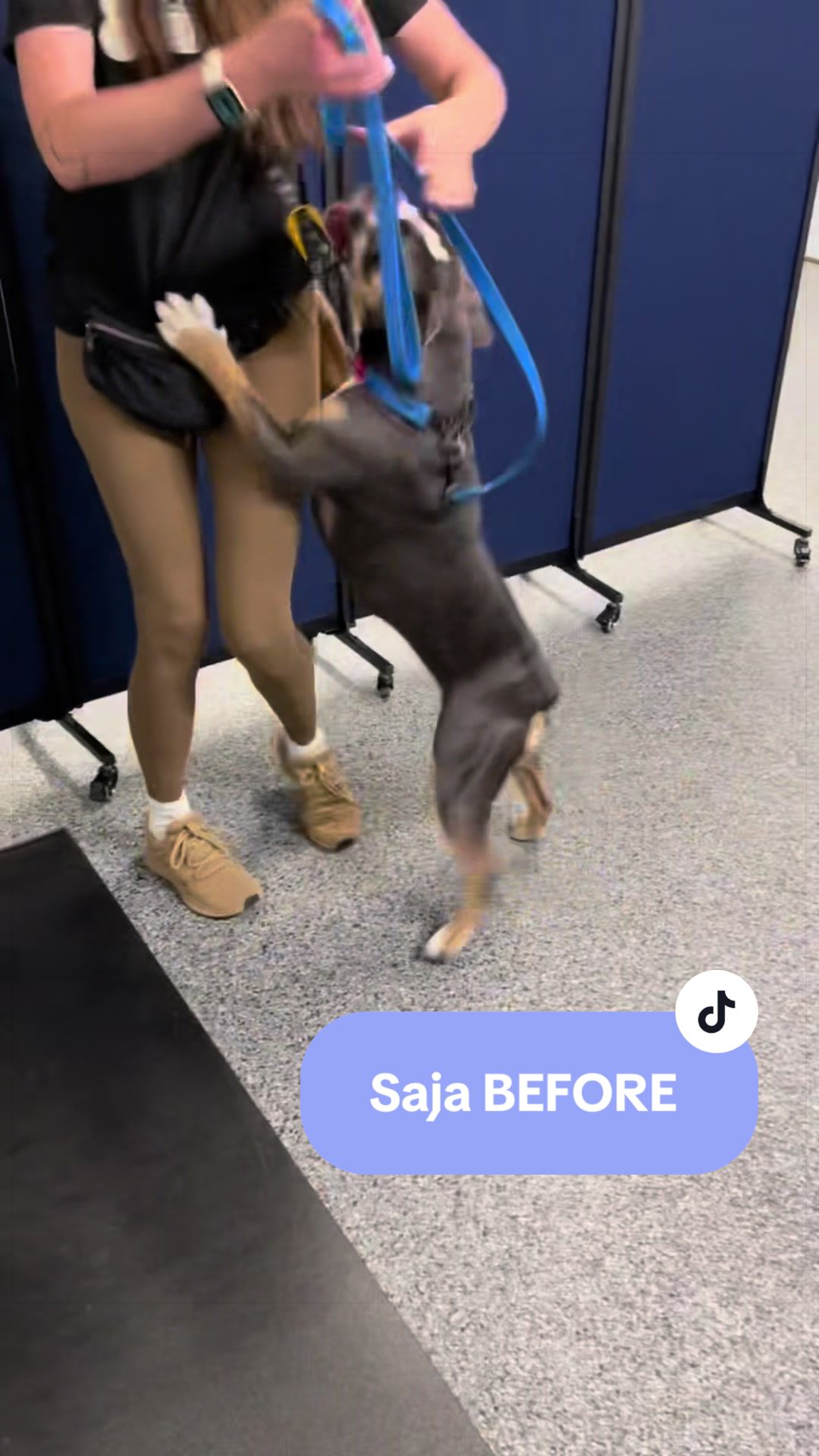 @Chicagoland Dog Training