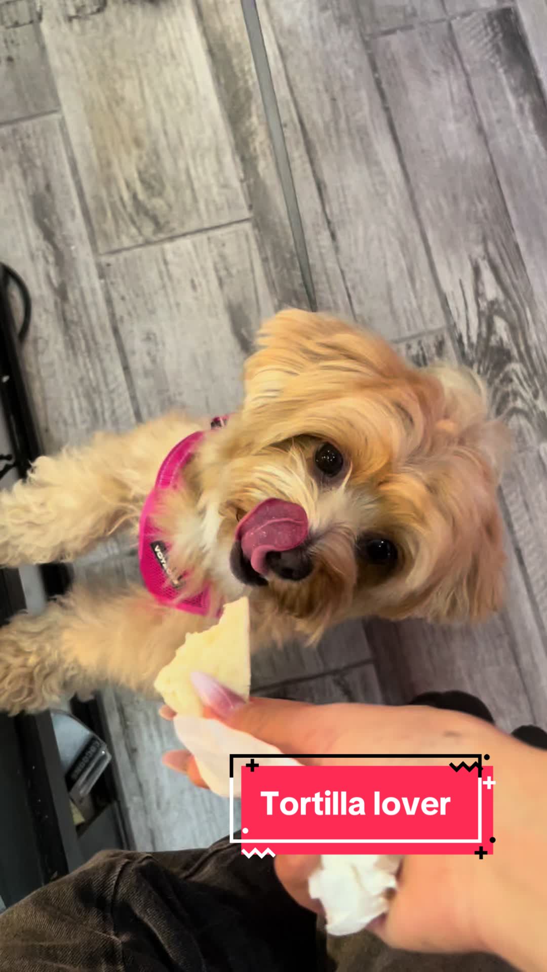 @Louis the Maltipoo