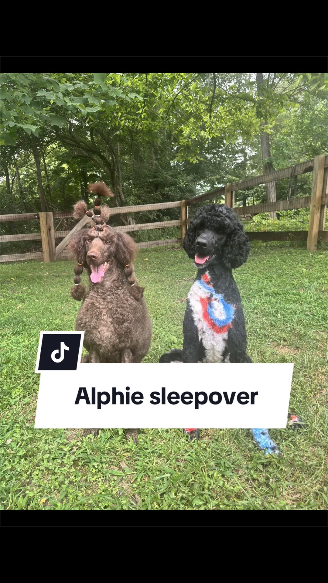 @Maddie, Jovie & Nessie🤍🤎🐩
