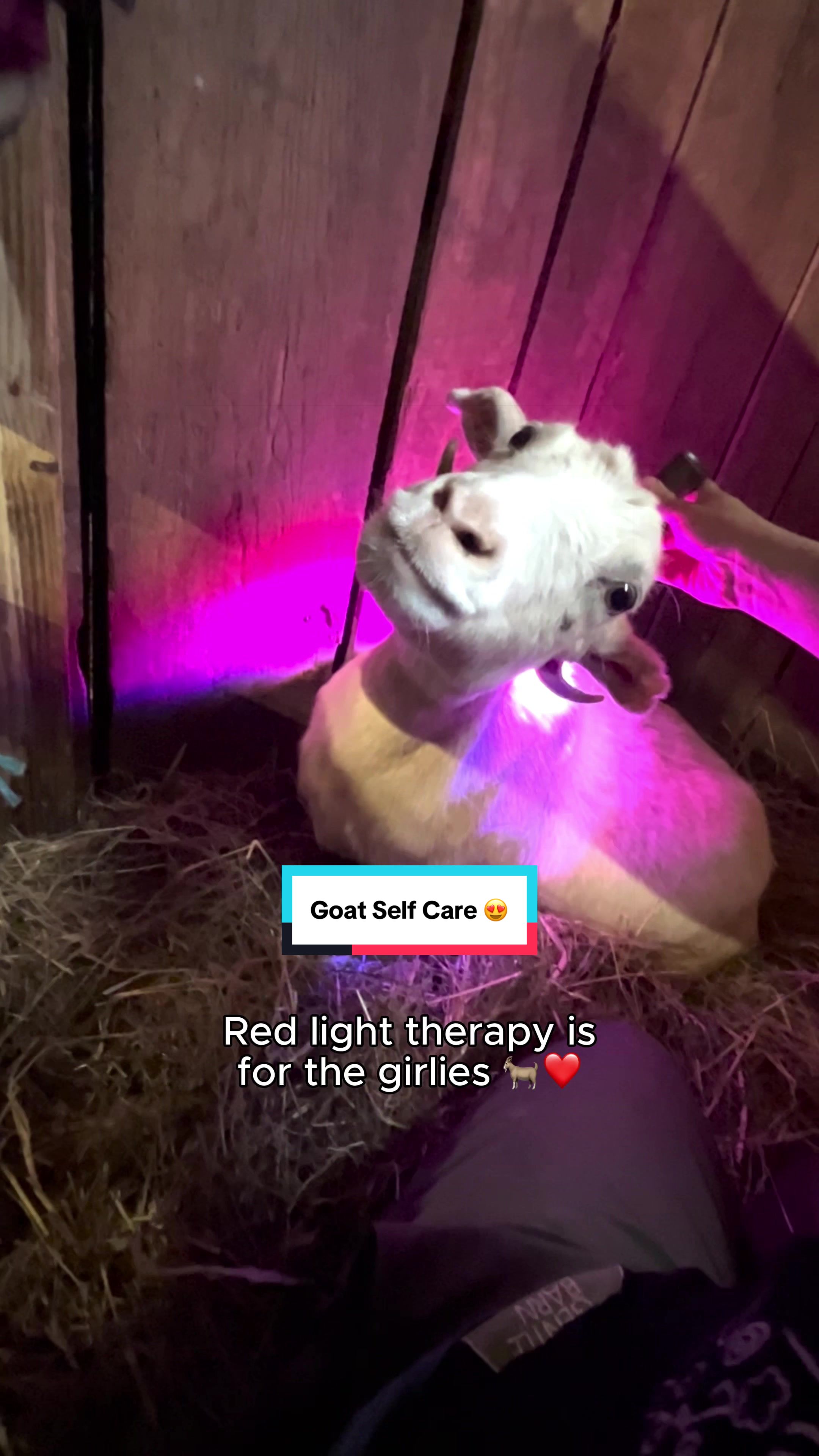 @The Gentle Barn | Sanctuary