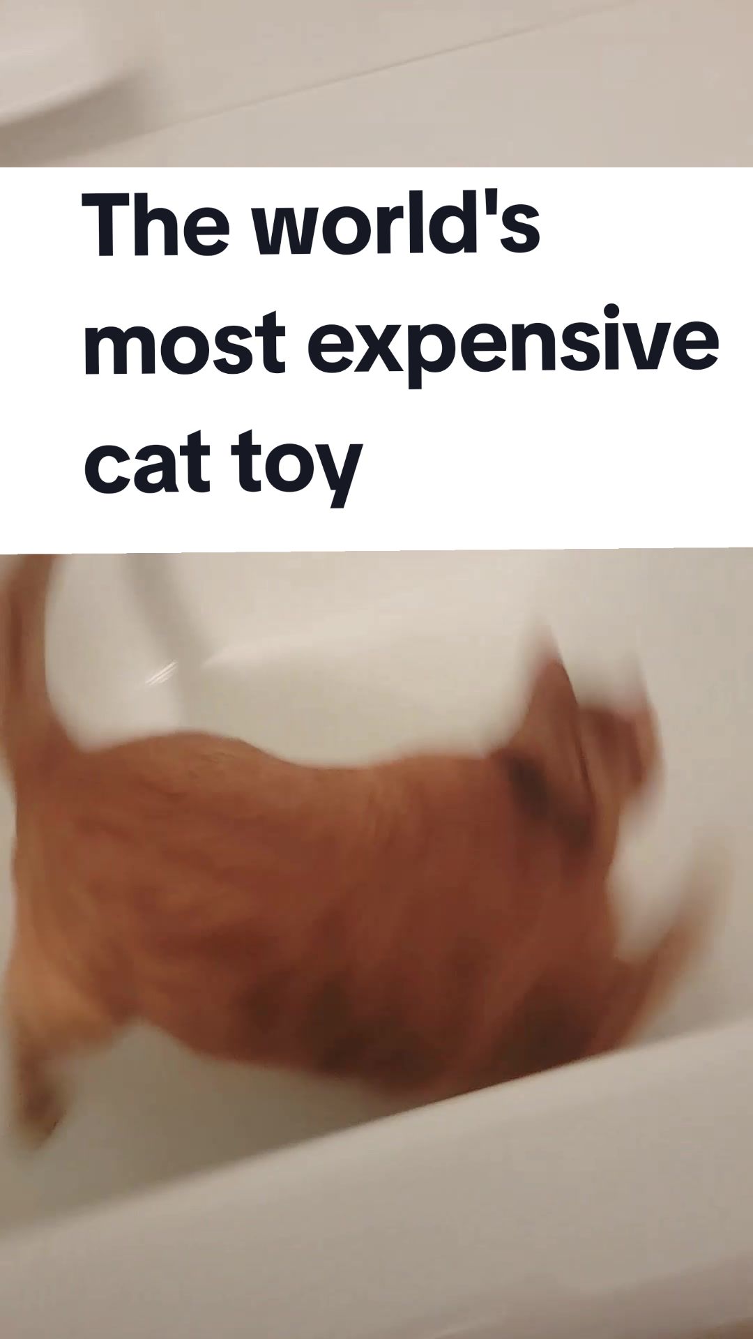 @Leo & Ali the cats 🐈