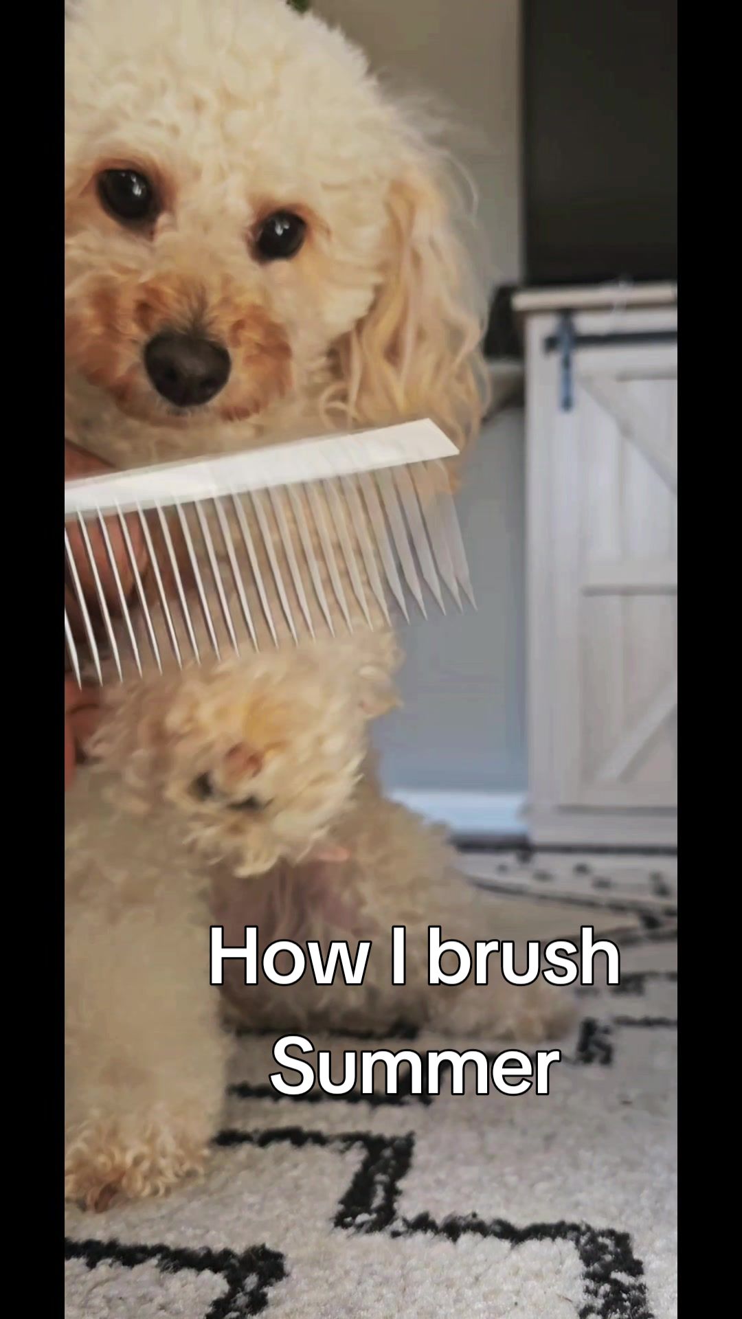 @Summer Rose The Poodle