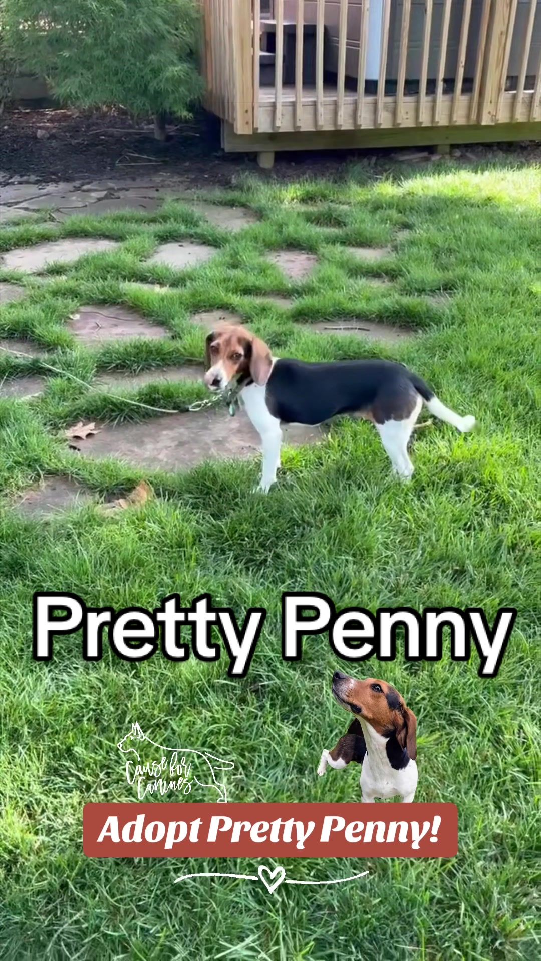 @causeforcaninesrescue