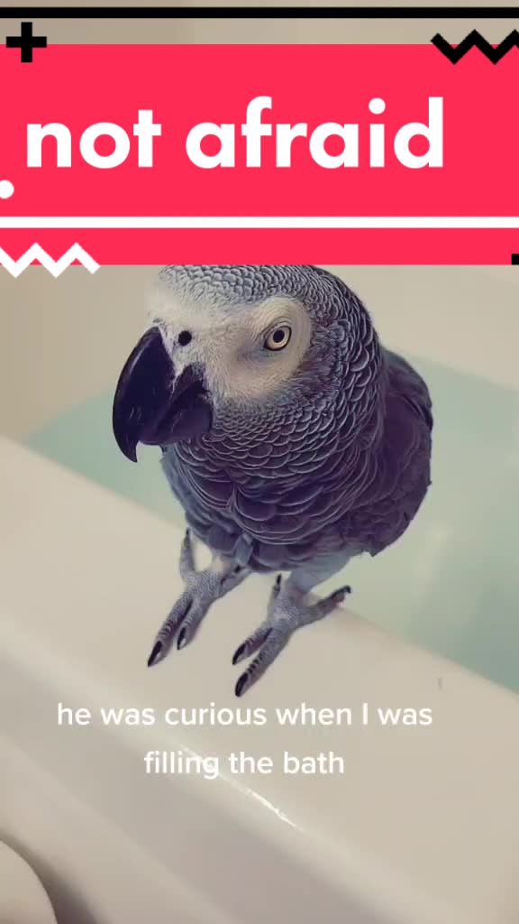 @Ben the bird