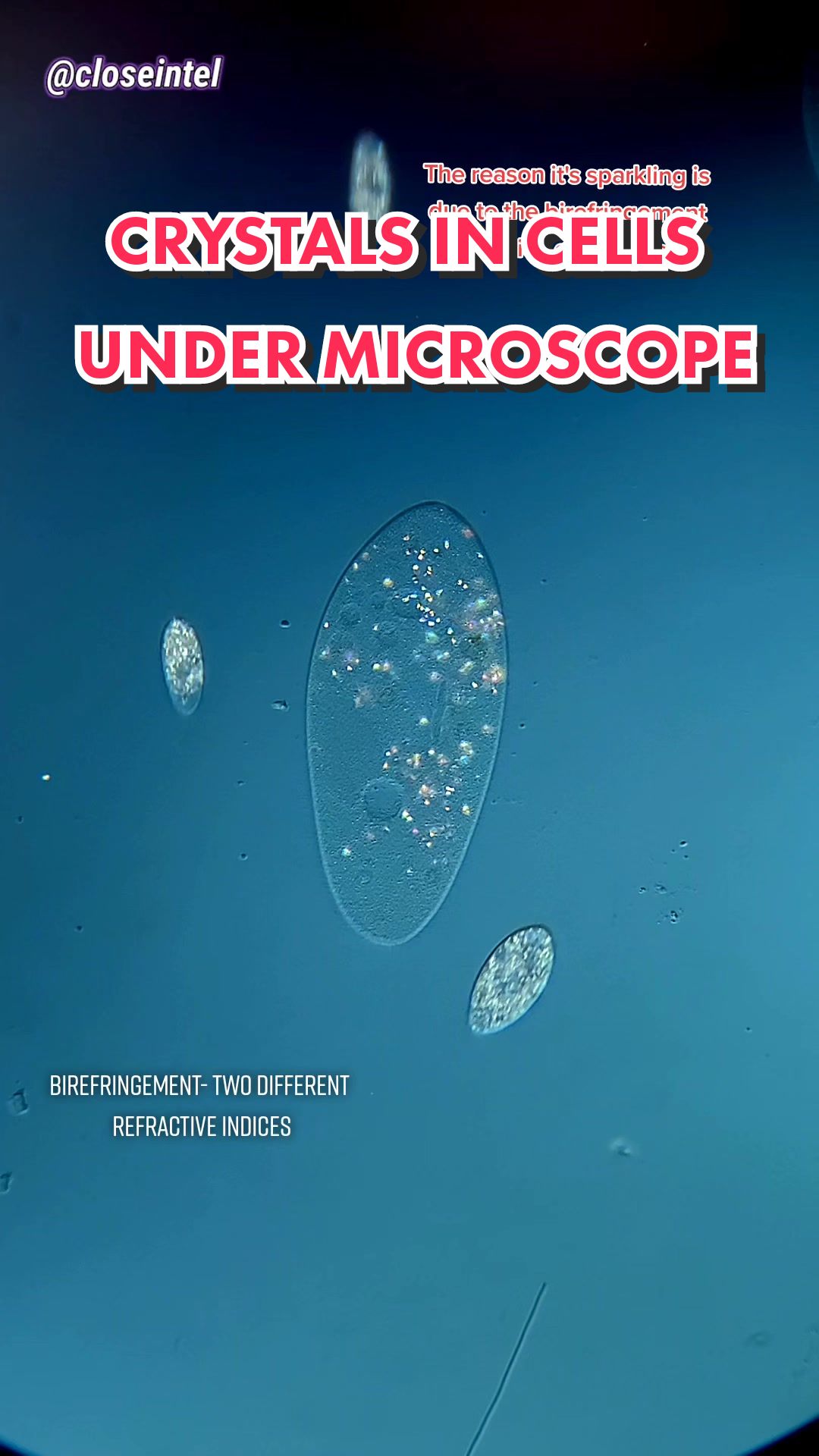 @Micro Man