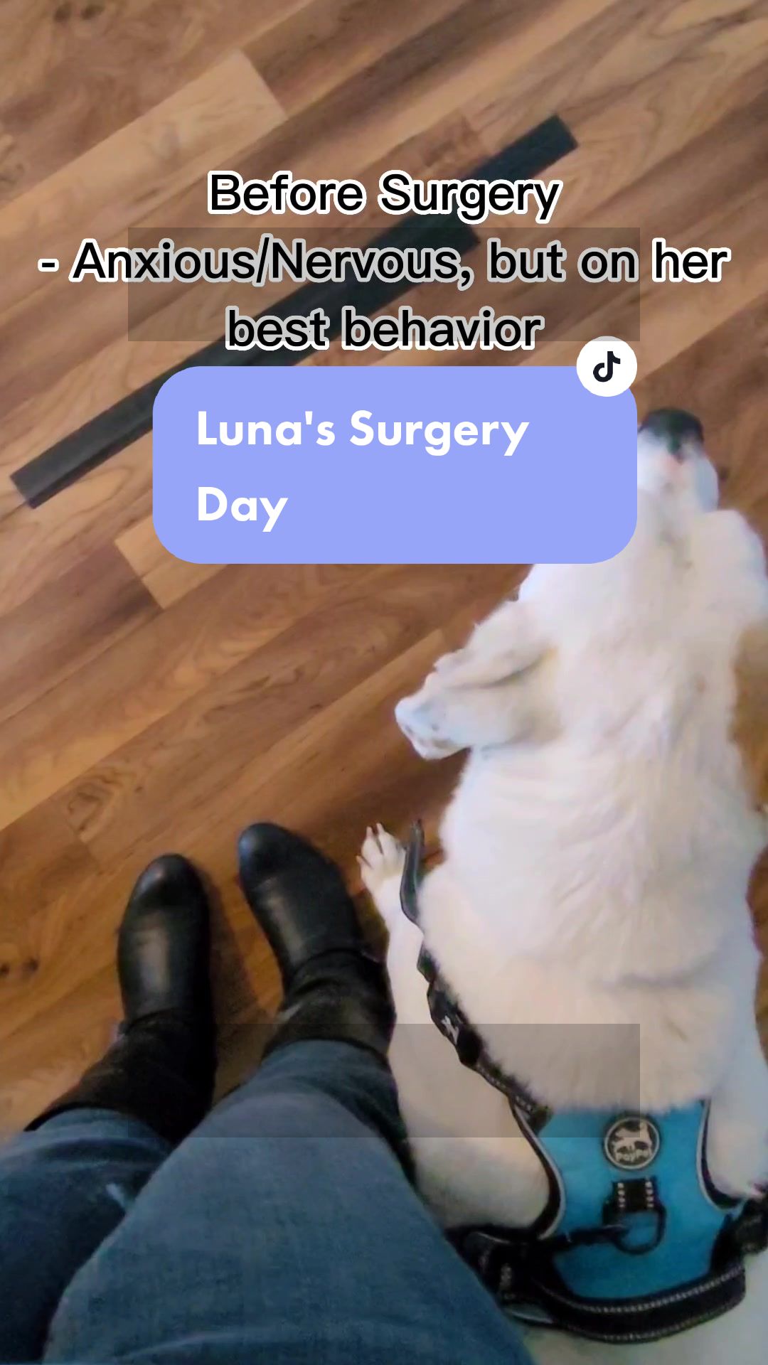 @Lulu ♡ Luna