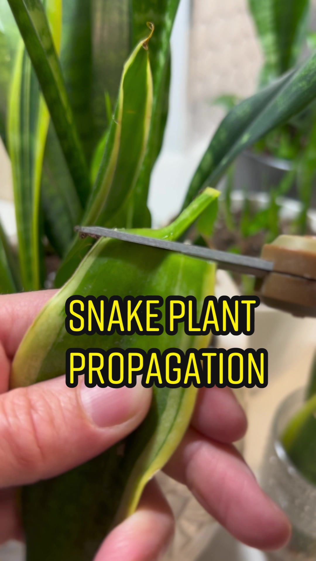 @Tiny Plants