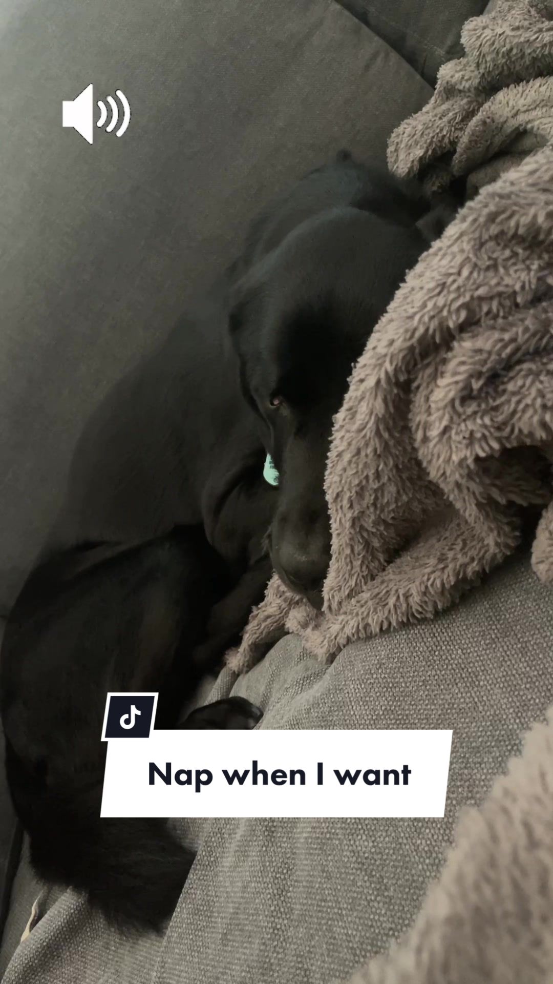 @Huxley Knox the Black Lab