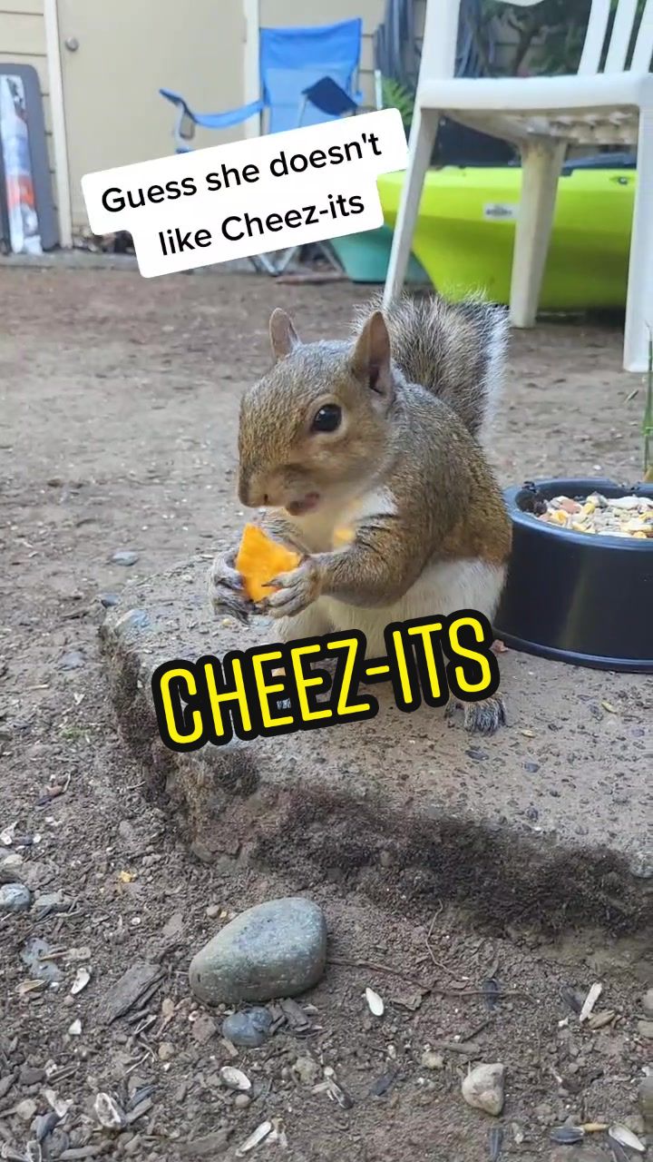 @ZippyTheRescueSquirrel