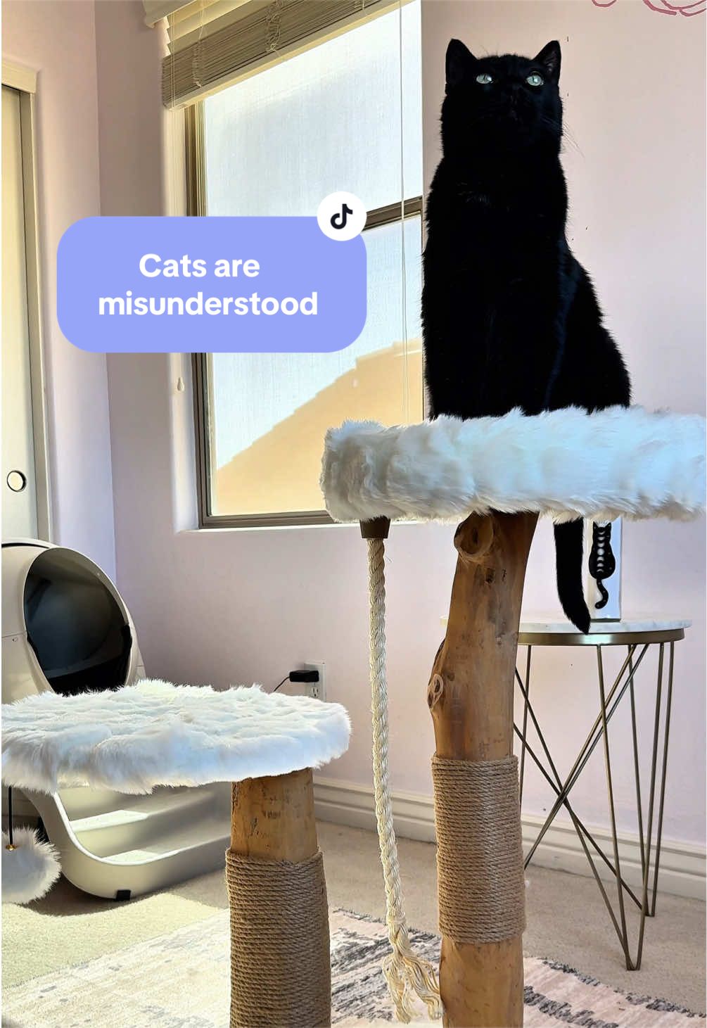@Feminist Kitty | Cat Nutrition