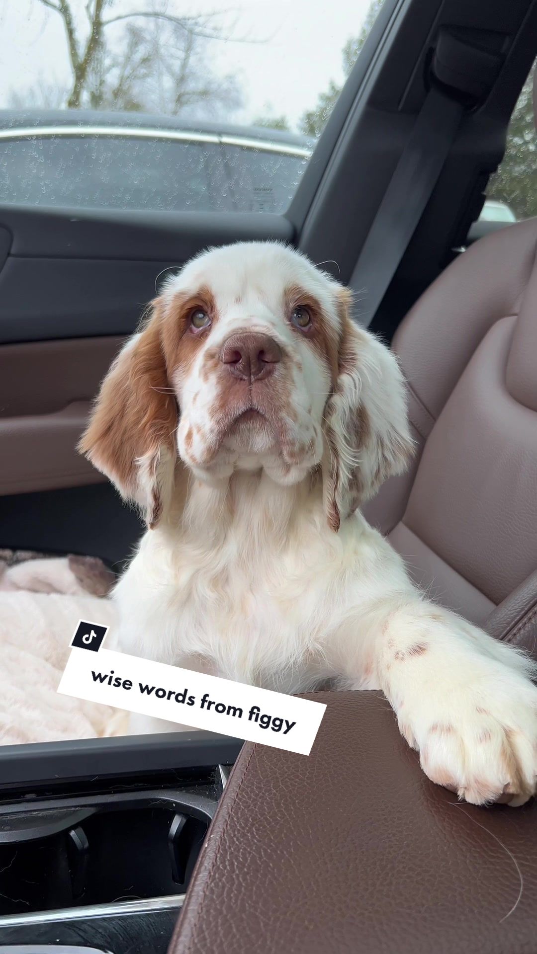 @Rainsway Clumber Spaniels