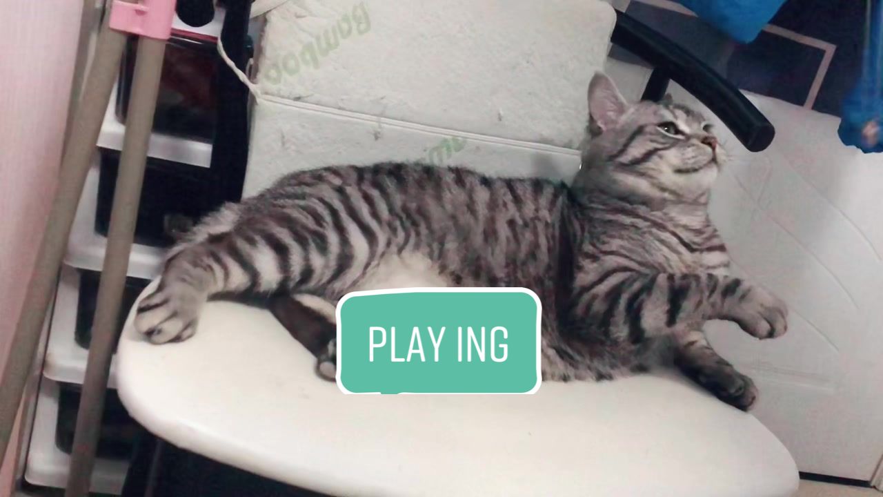 @Ice-creamy cat