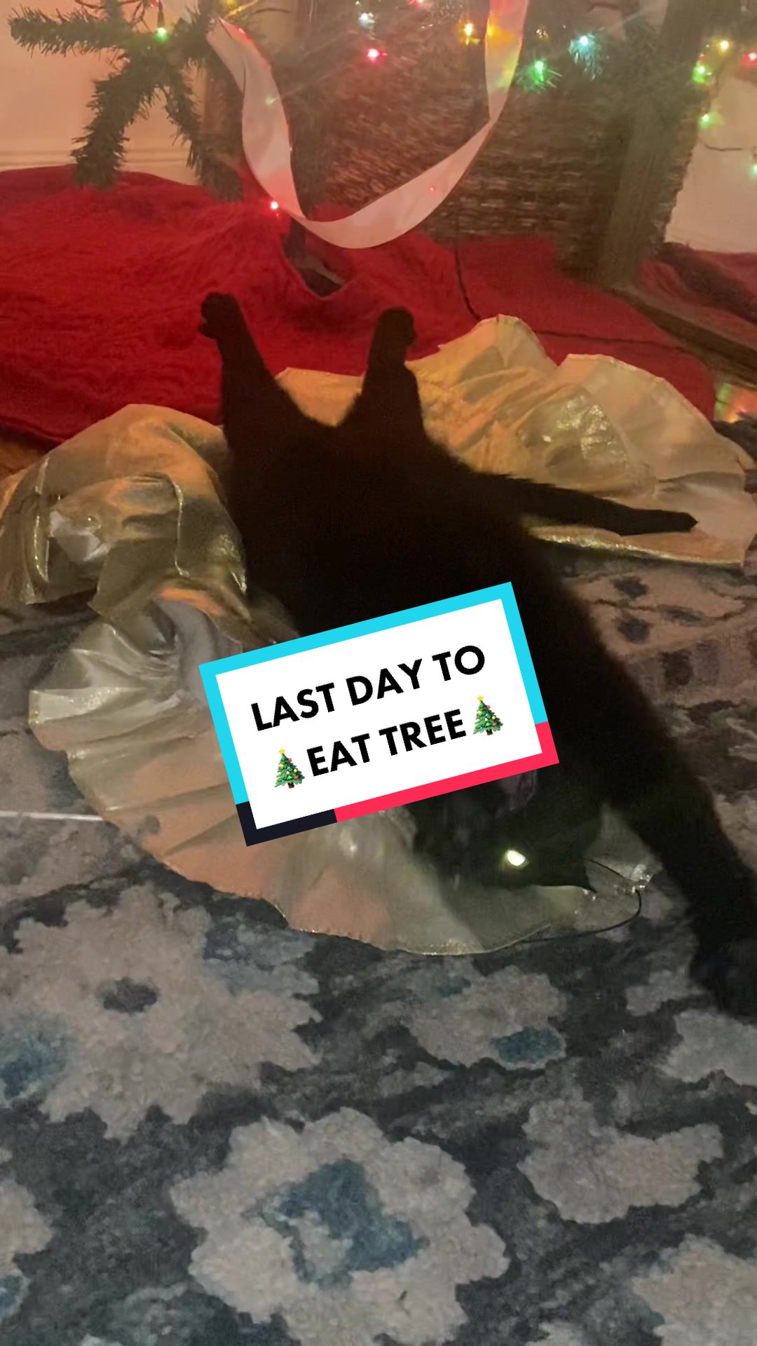@Mr. Tiny Bagheera