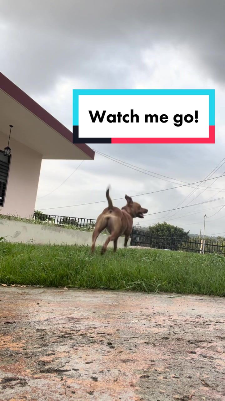 @The Fur Babies 🐈 🐈&zwj;⬛ 🐕