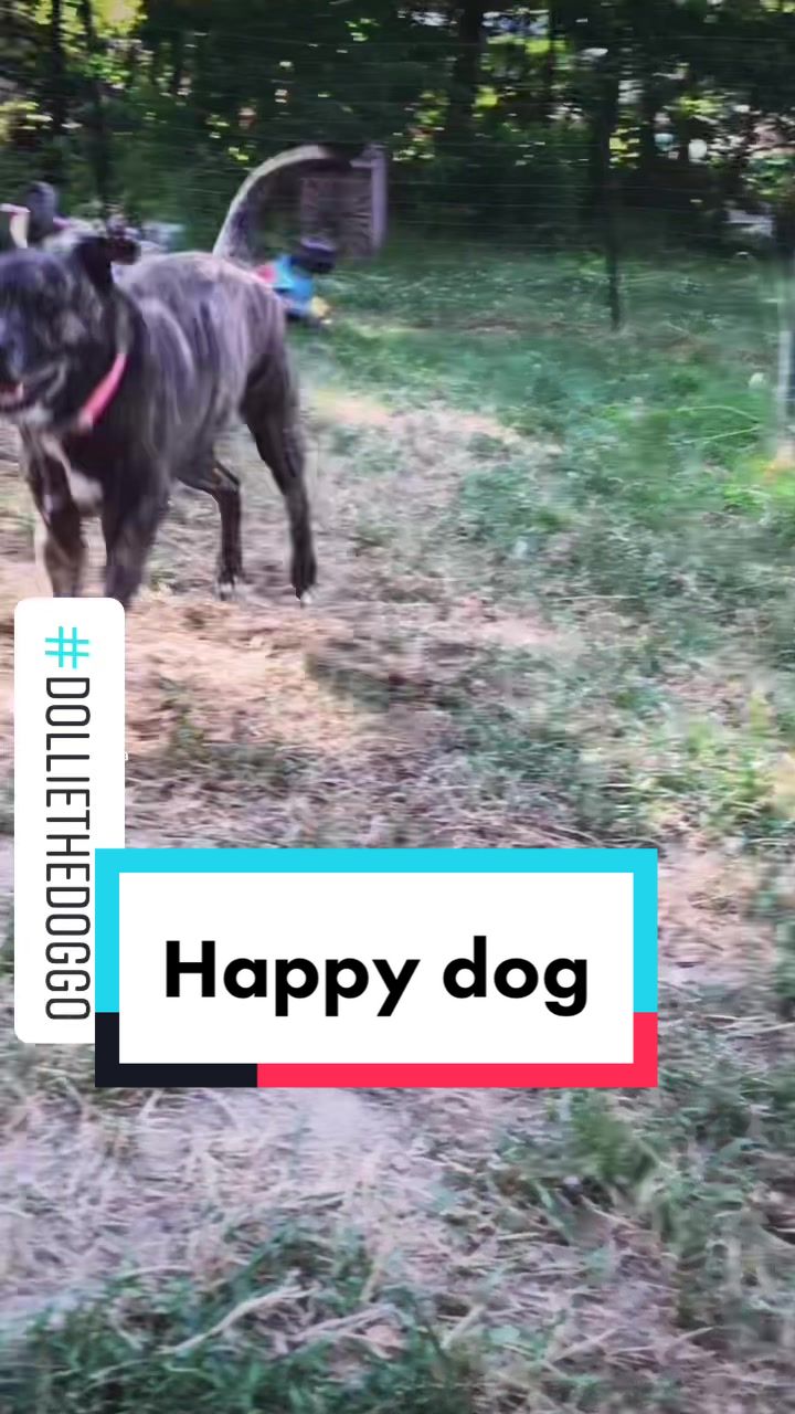 @Dollie the Doggo🐶