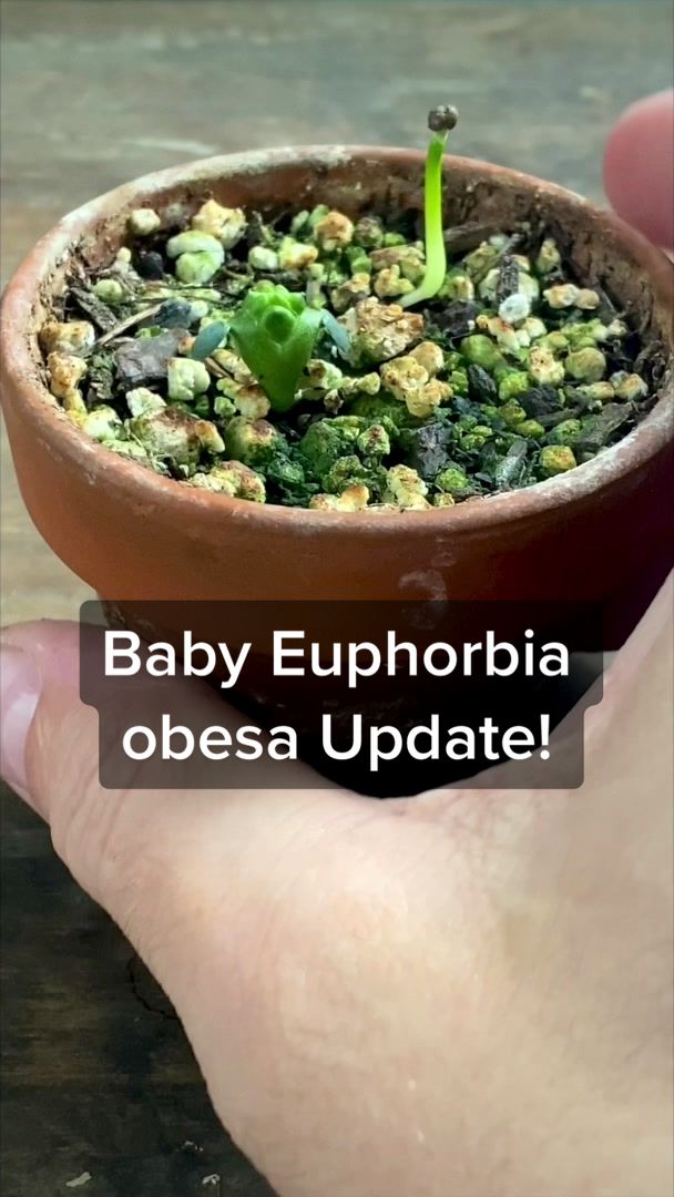 @Plant Daddy Podcast