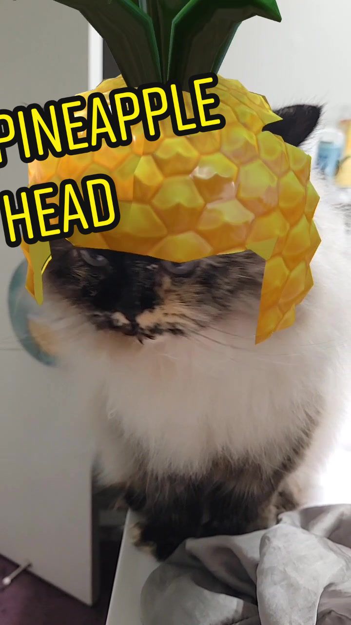 @CatWith