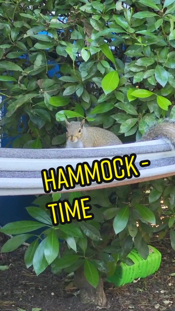 @ZippyTheRescueSquirrel