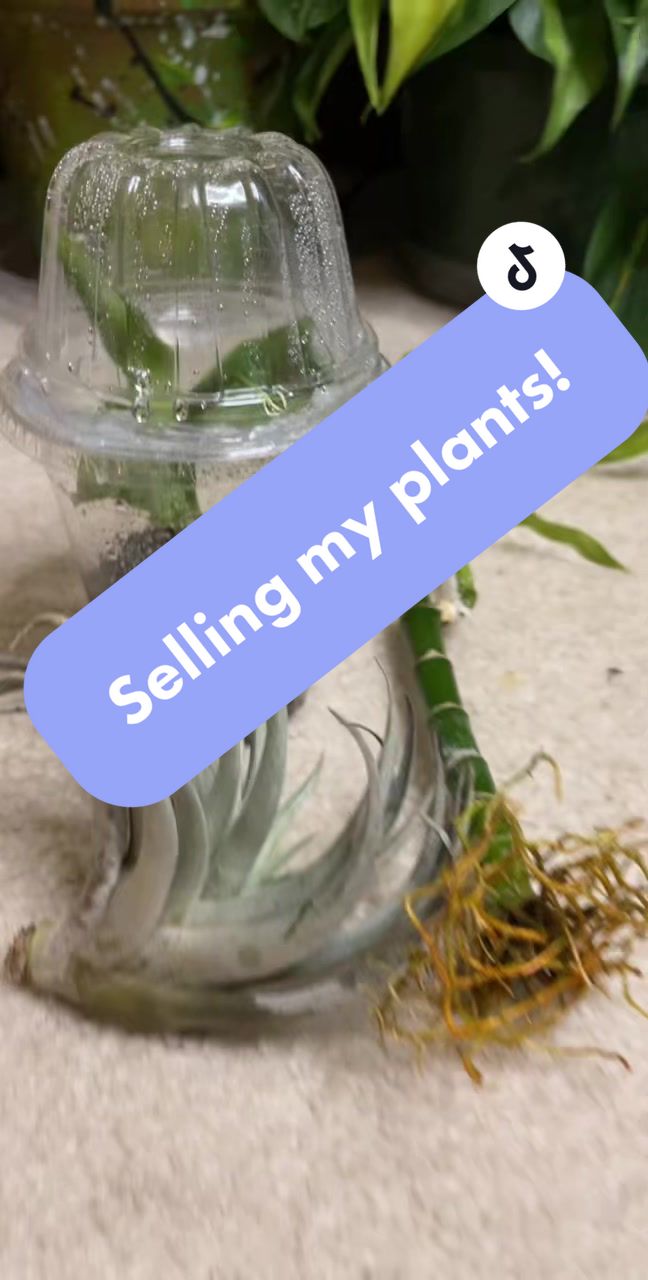 @plants 🌿