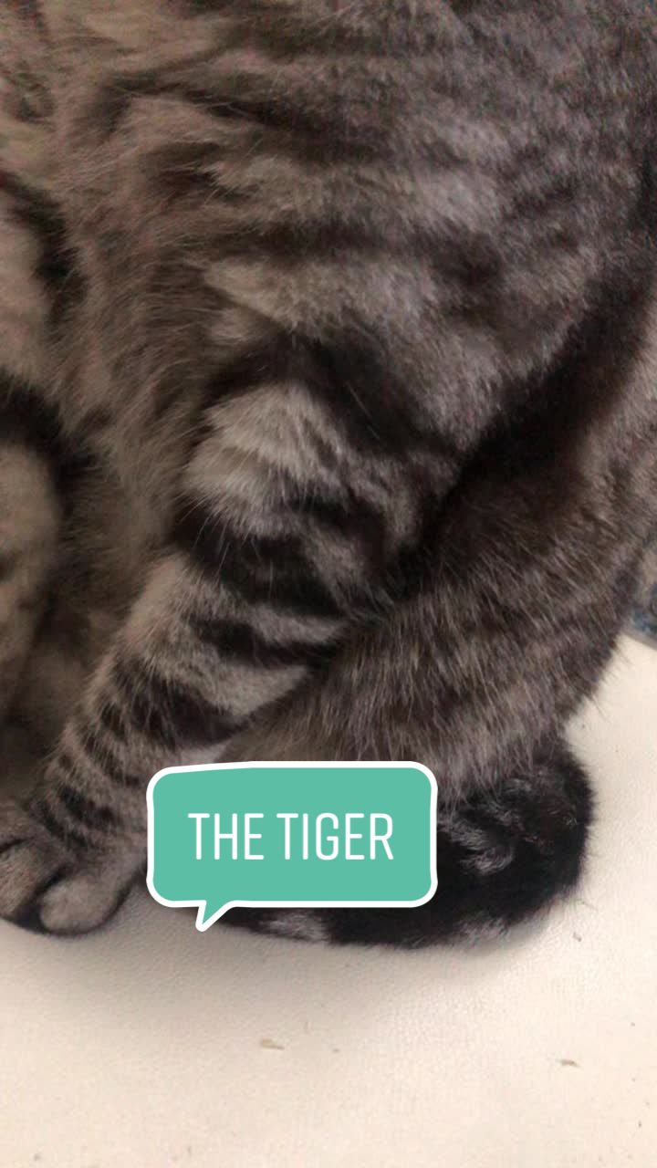 @Ice-creamy cat
