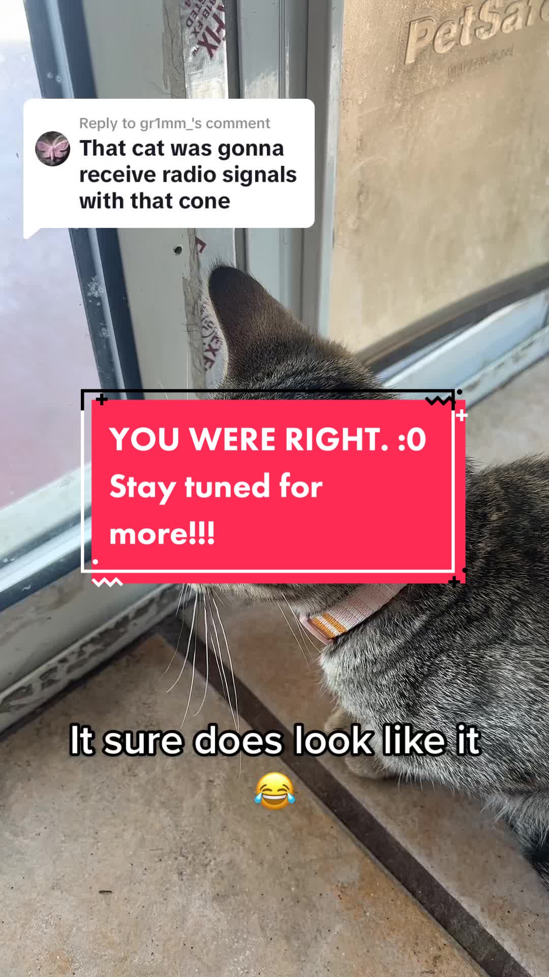 @Tokio Drift The Cat