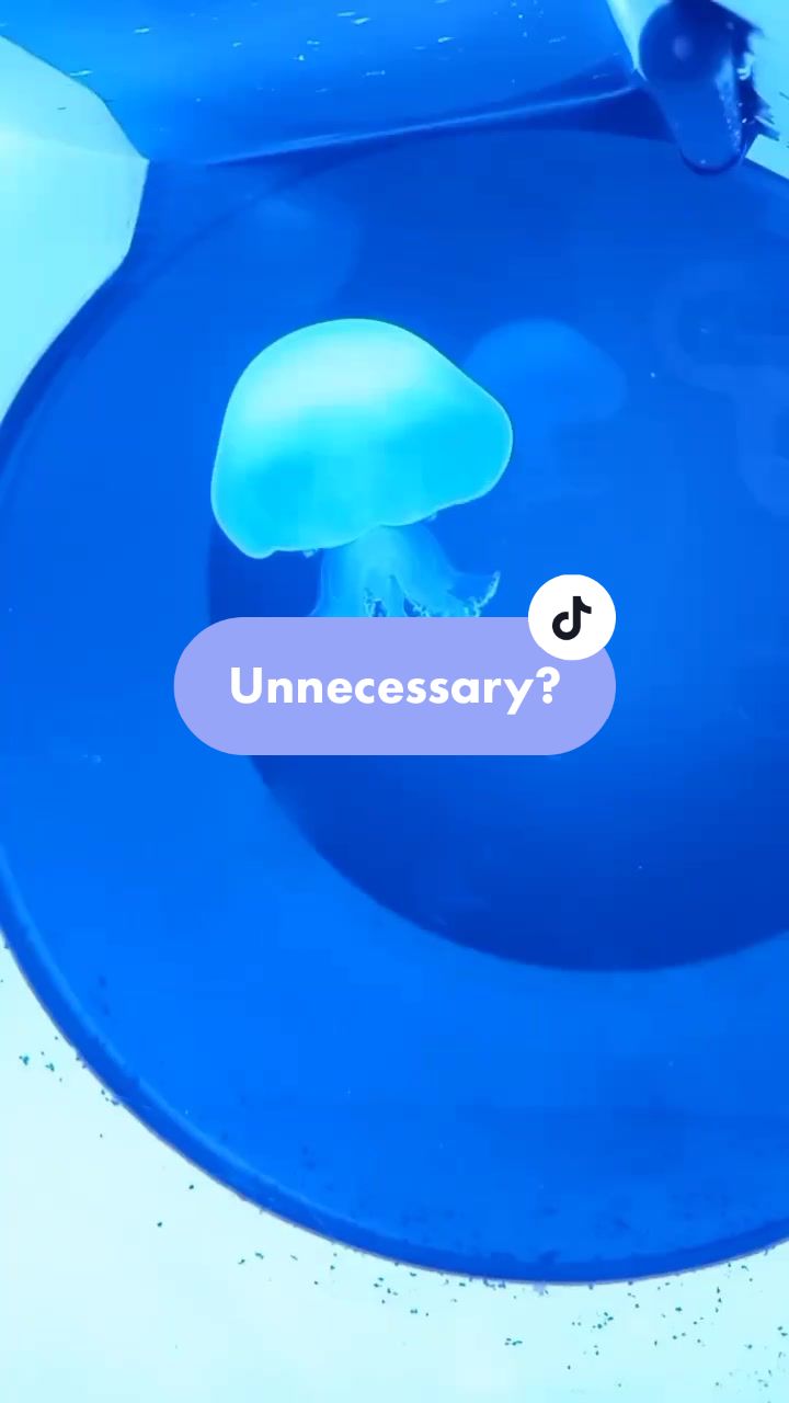 @Sting the jellyfish