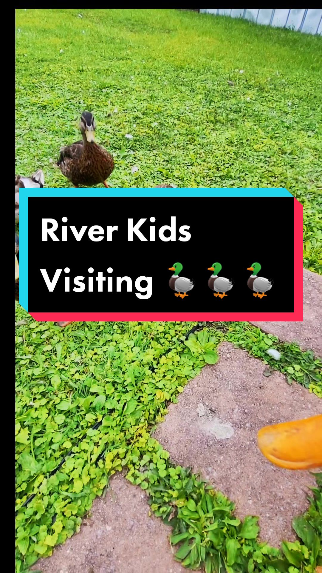 @🦆Duckville🦆