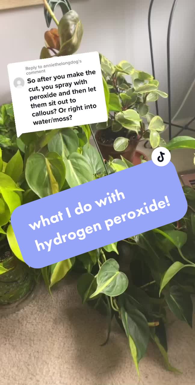 @plants 🌿